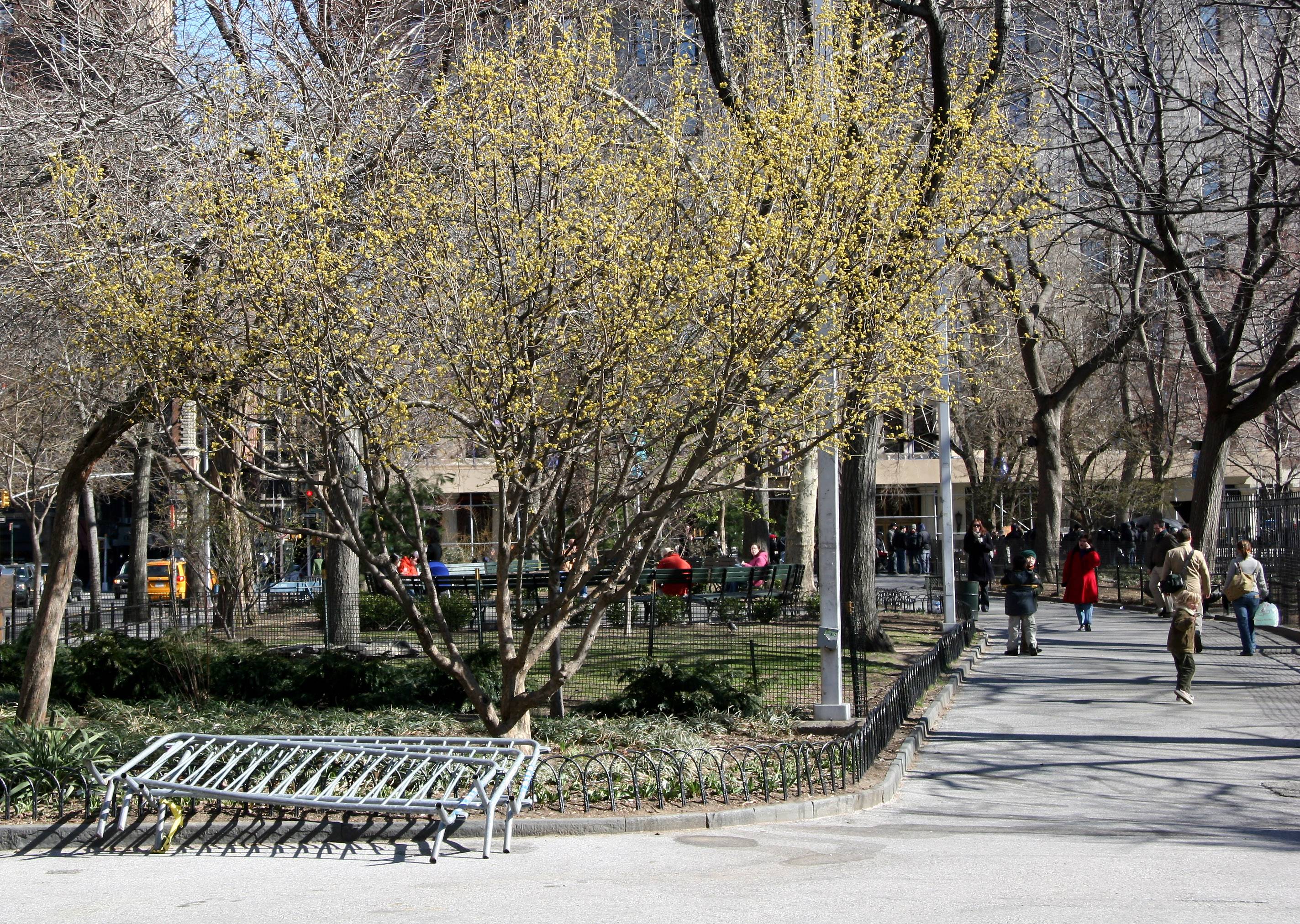 Dogwood Tree - East View