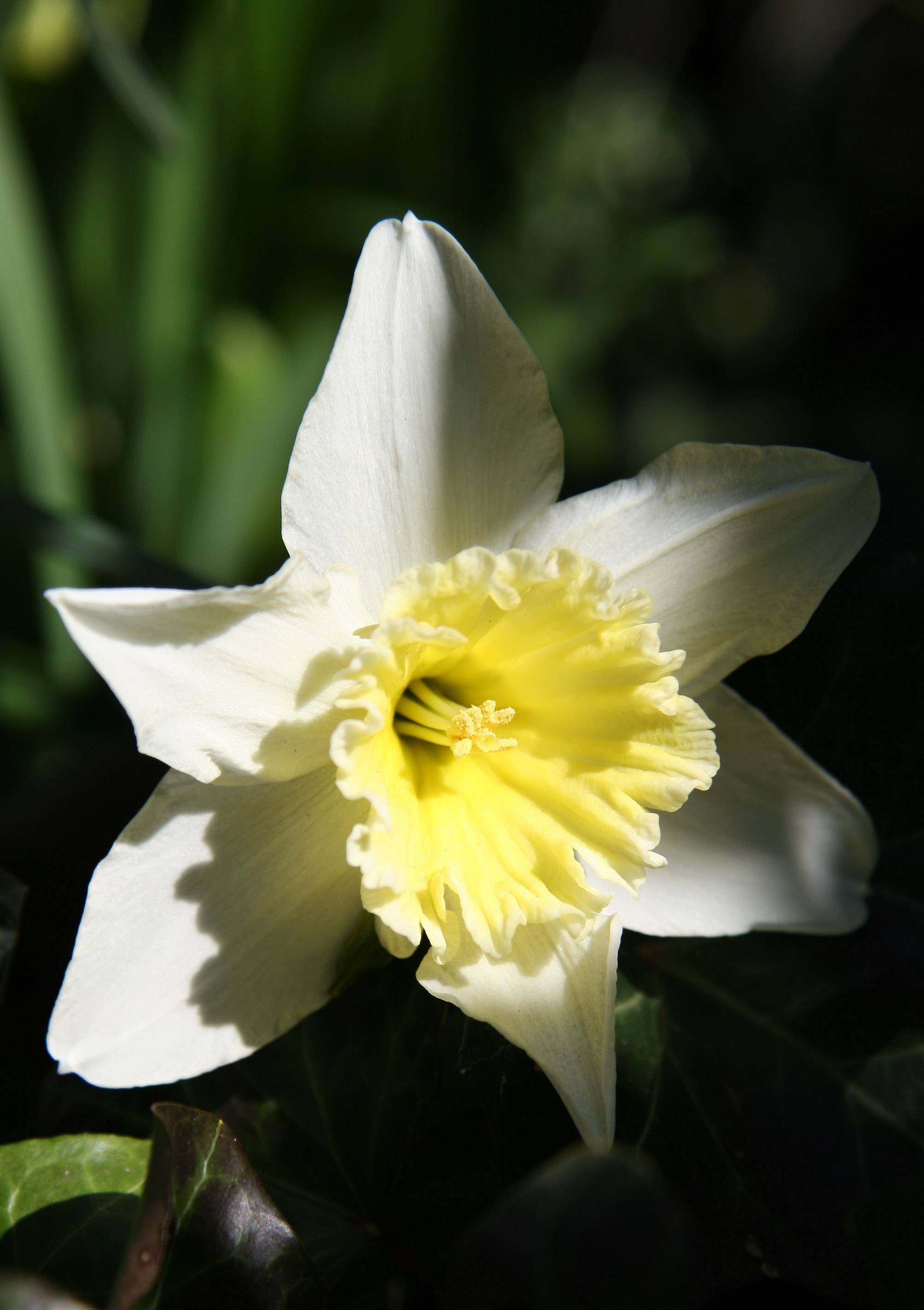 Daffodil