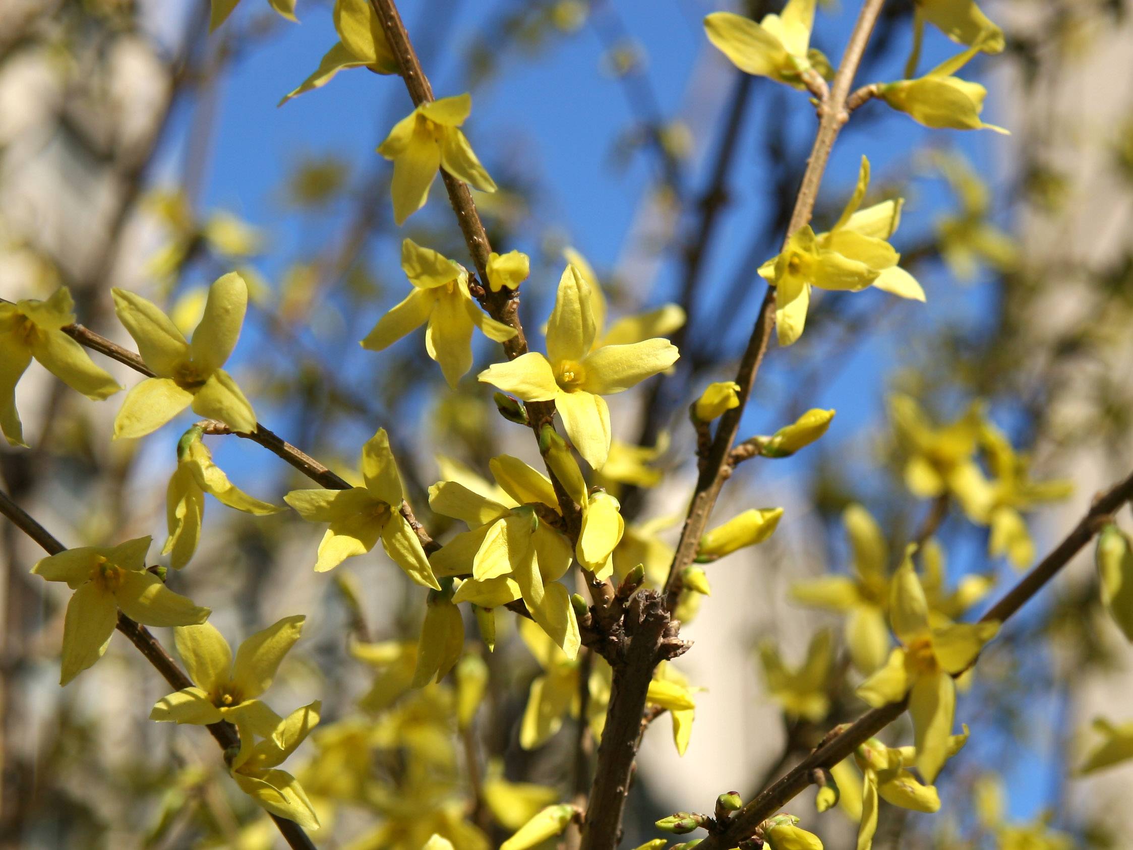 Forsythia