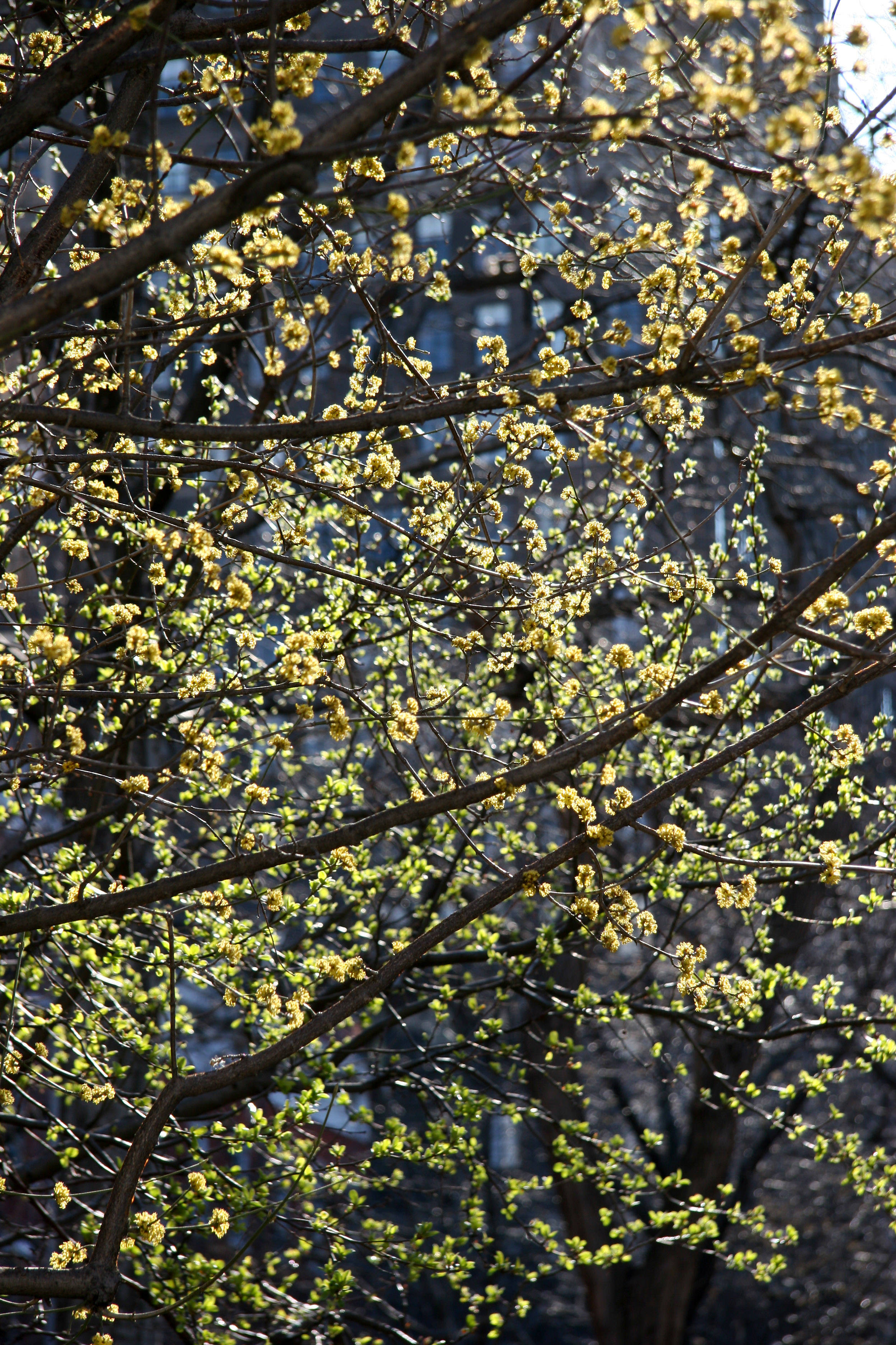 Cornus mas Dogwood