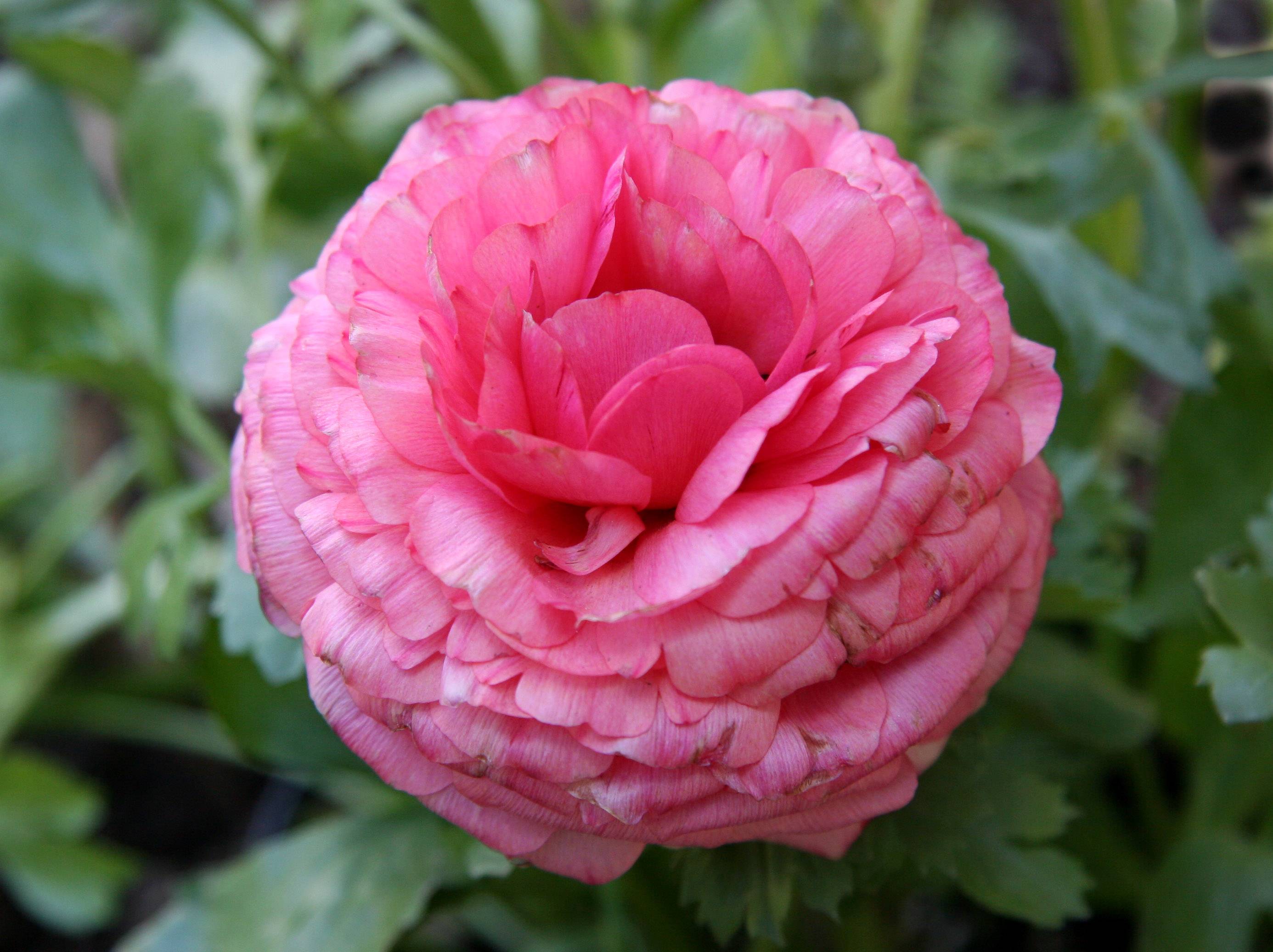 Ranunculus
