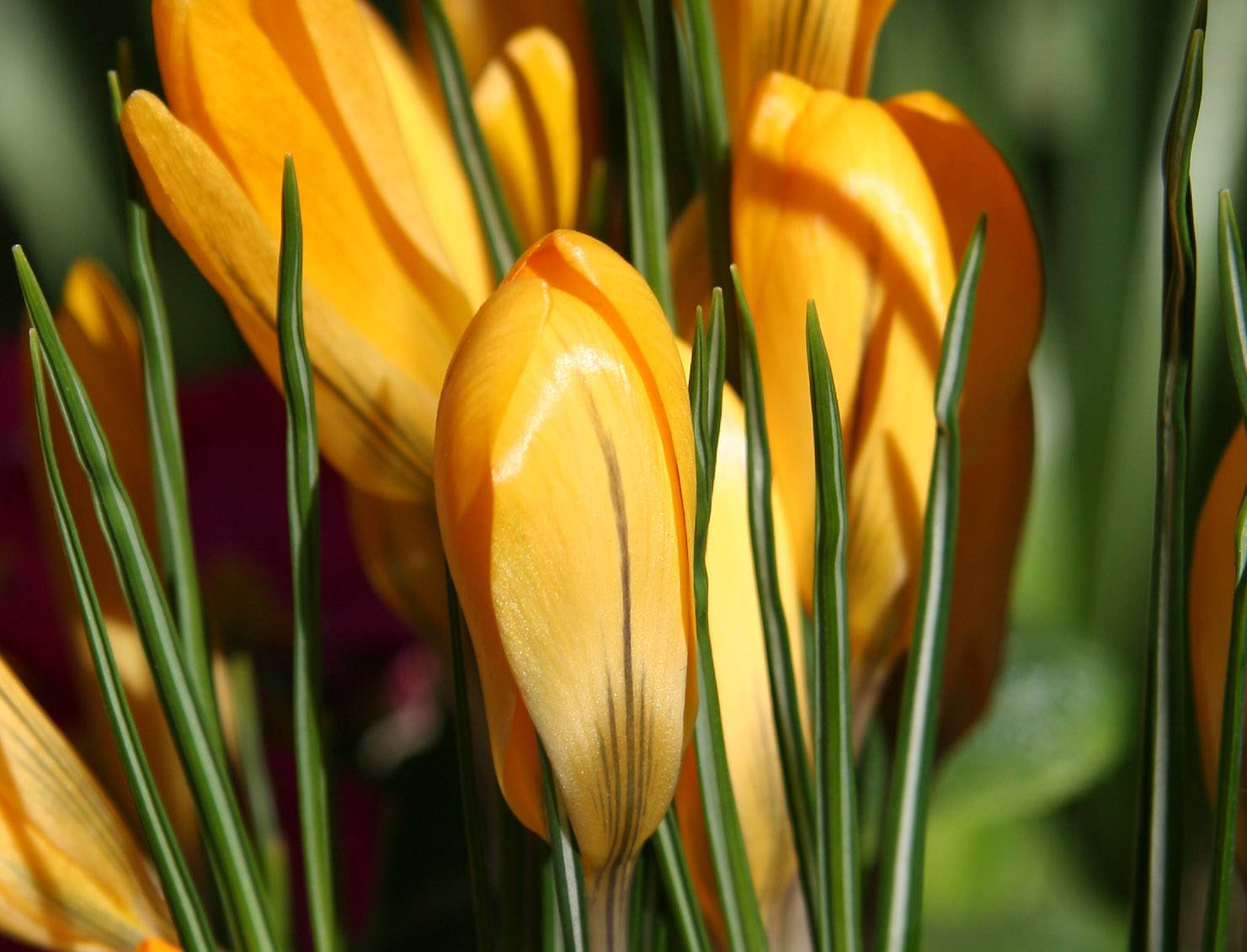 Crocus