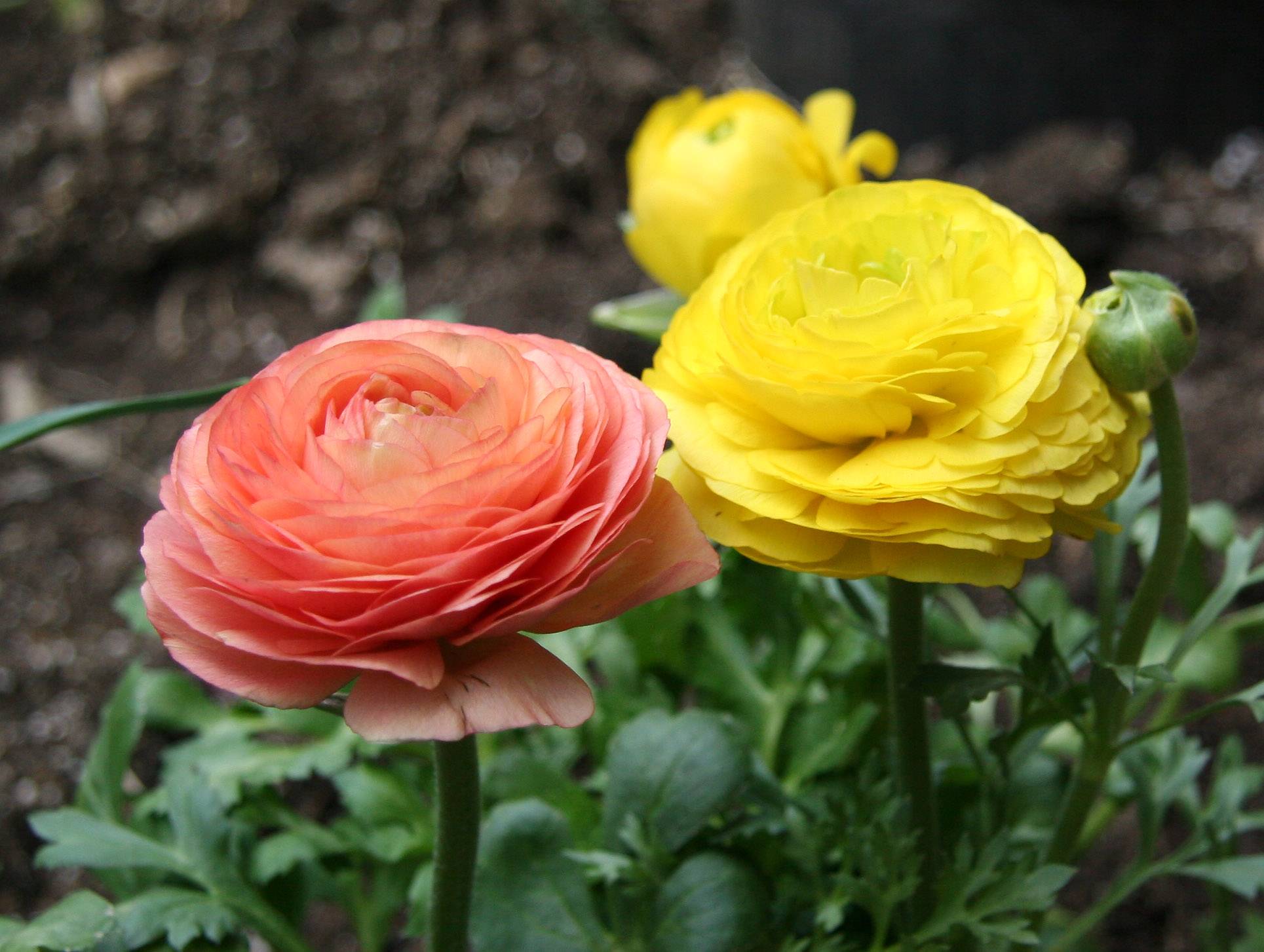 Ranunculus