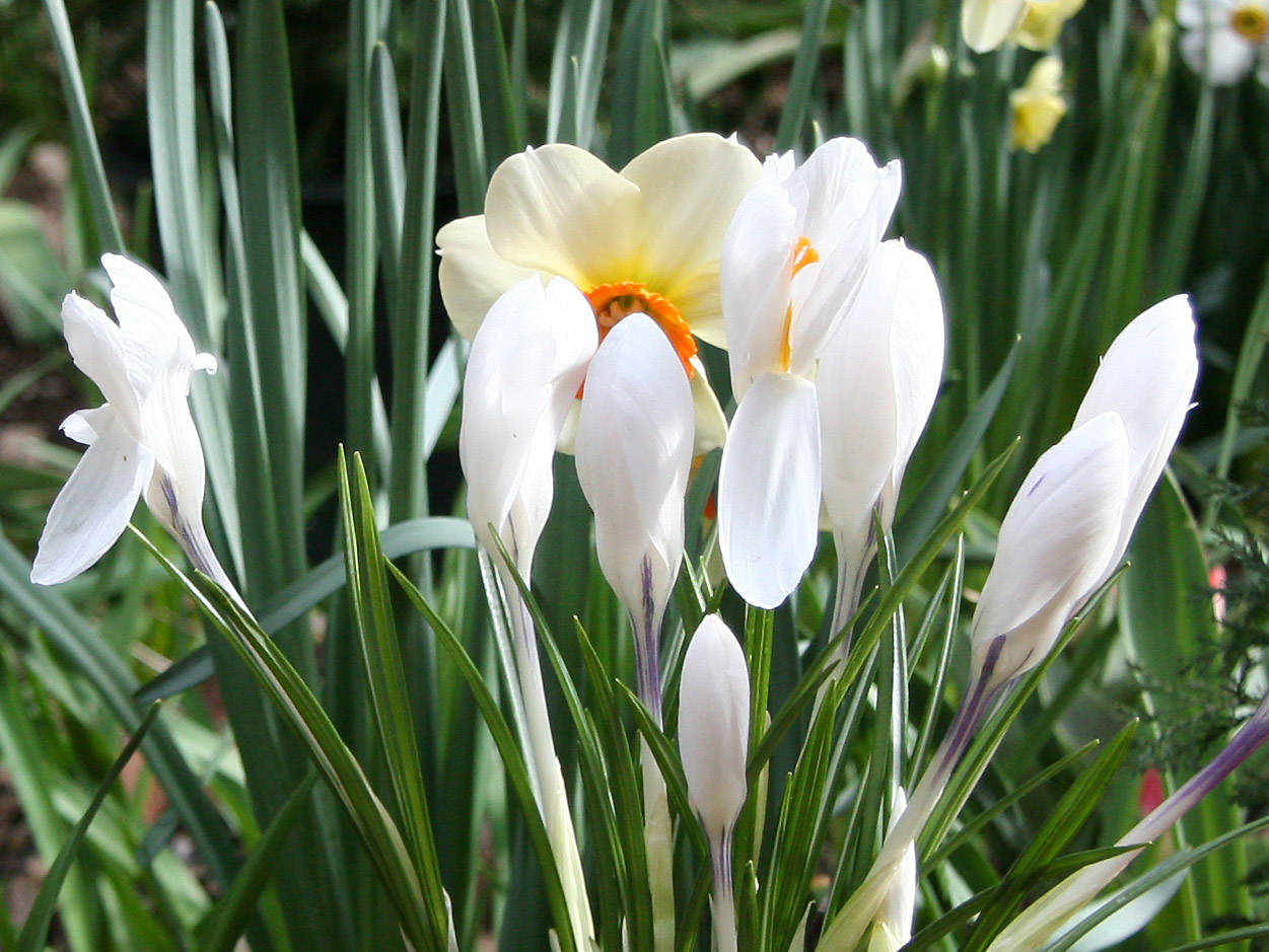 Crocus & Daffodil