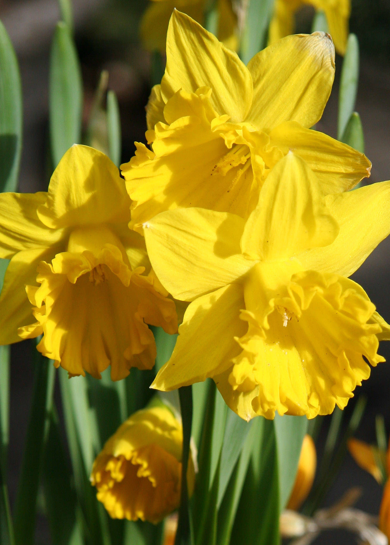 Daffodils