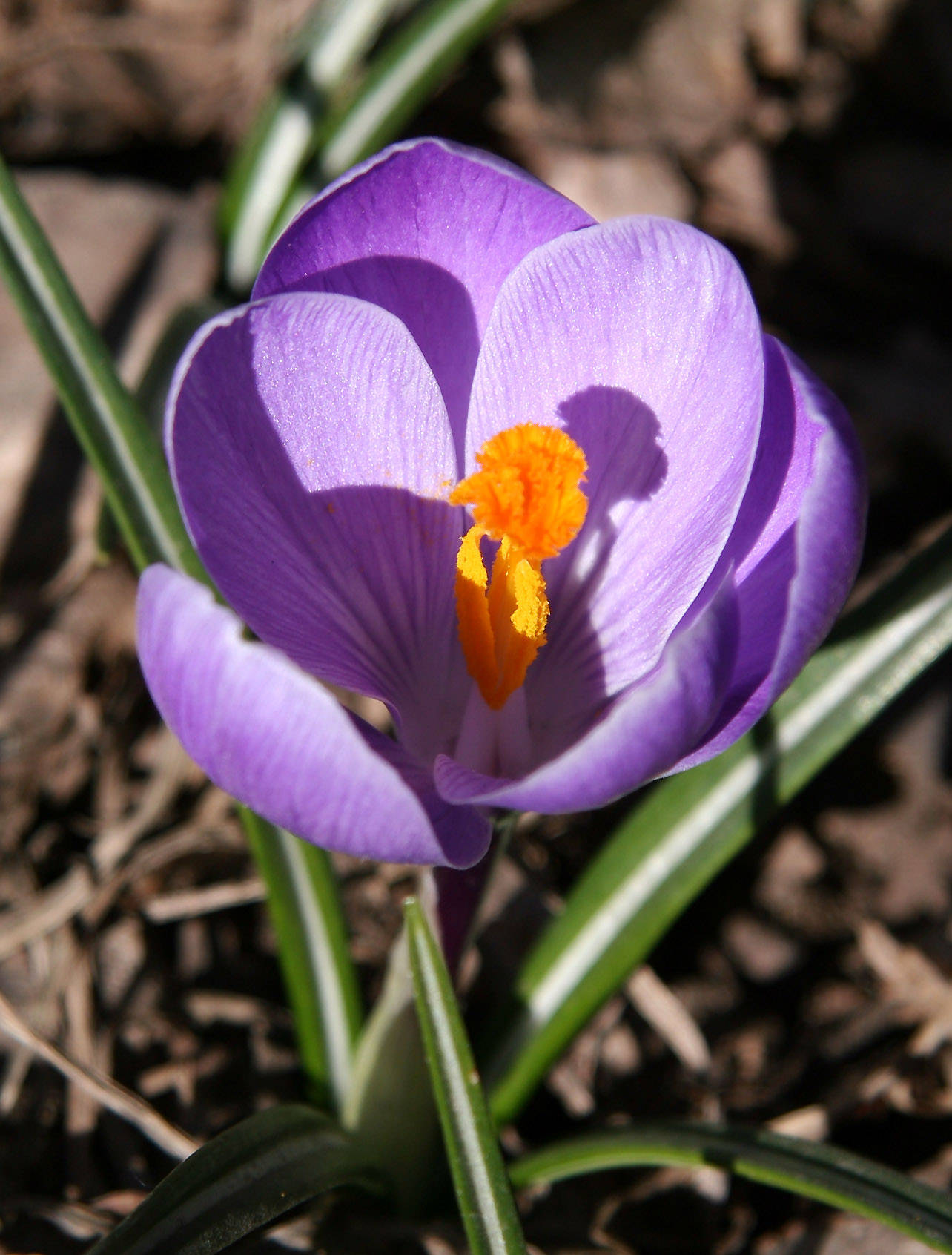 Crocus