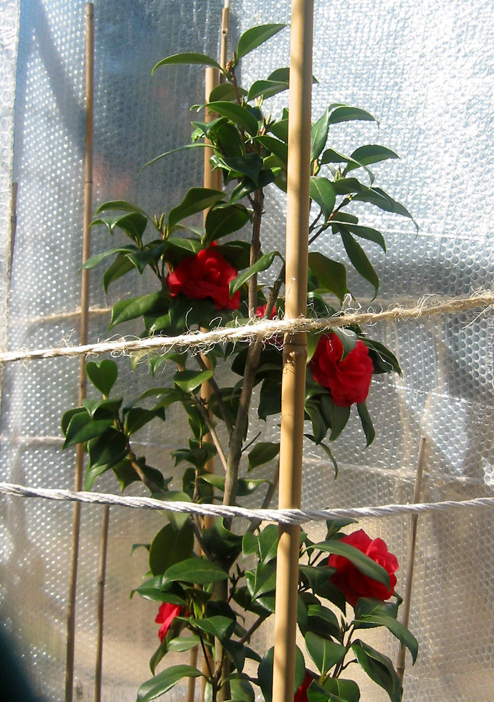 Camellia