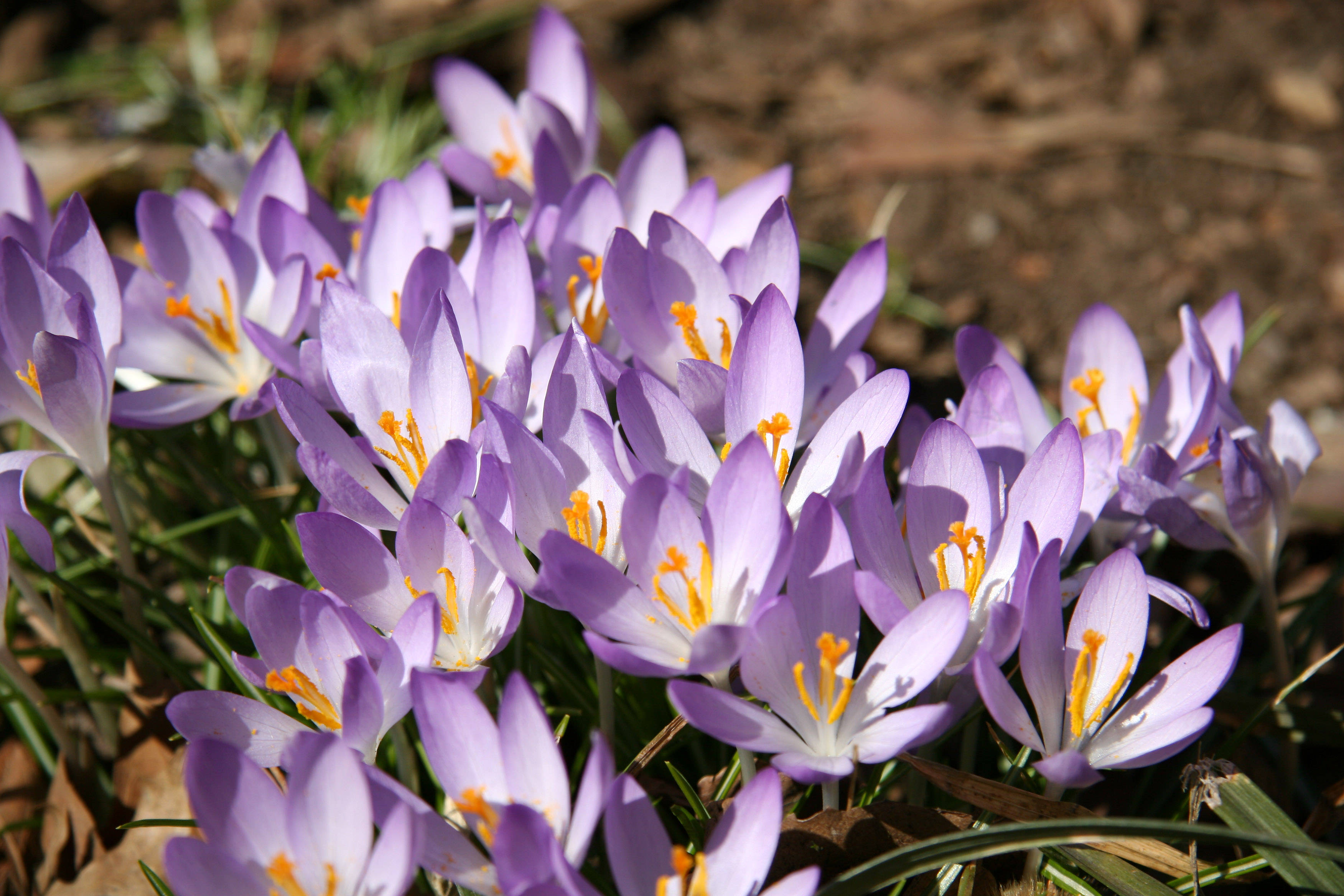 Crocuses