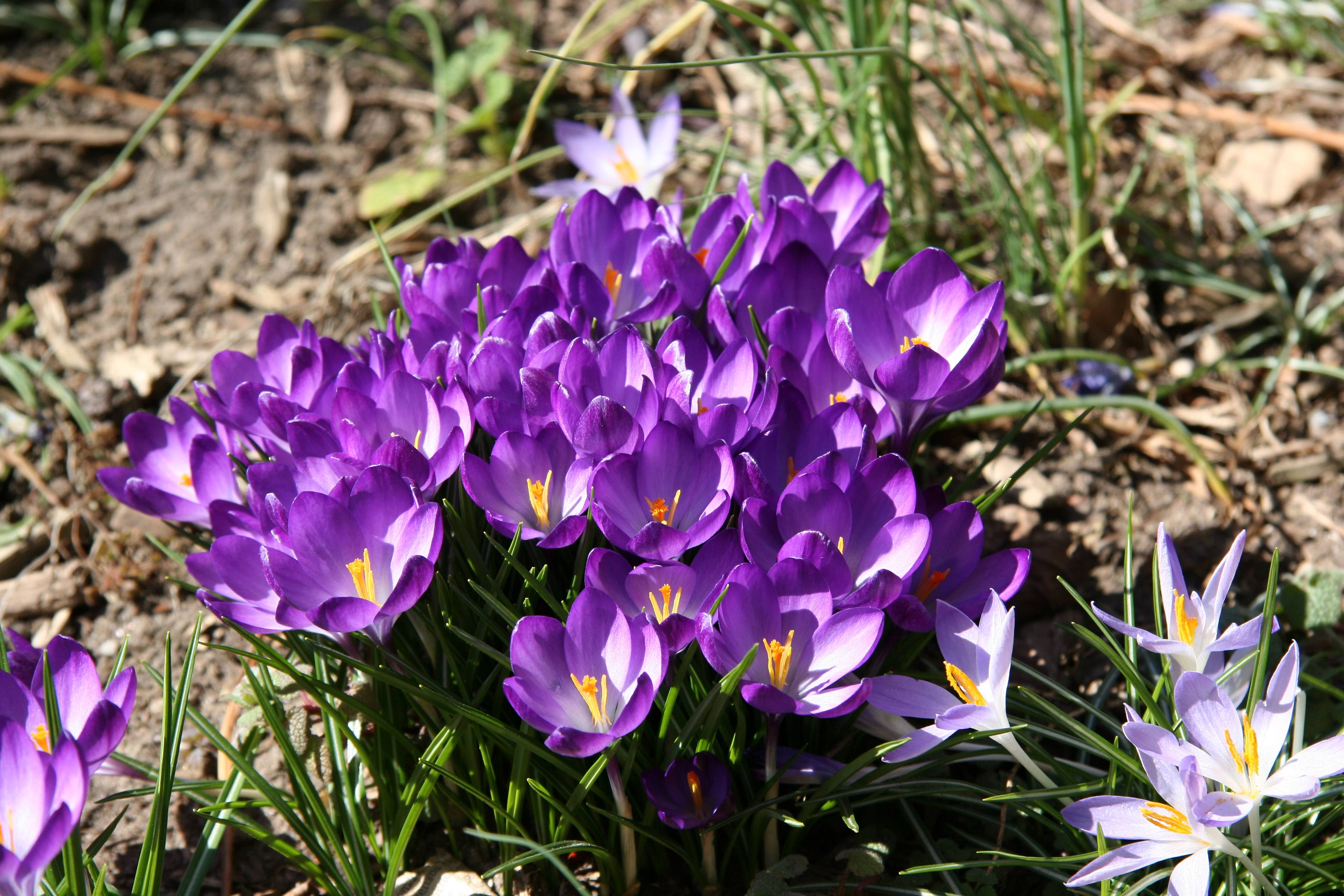 Crocuses