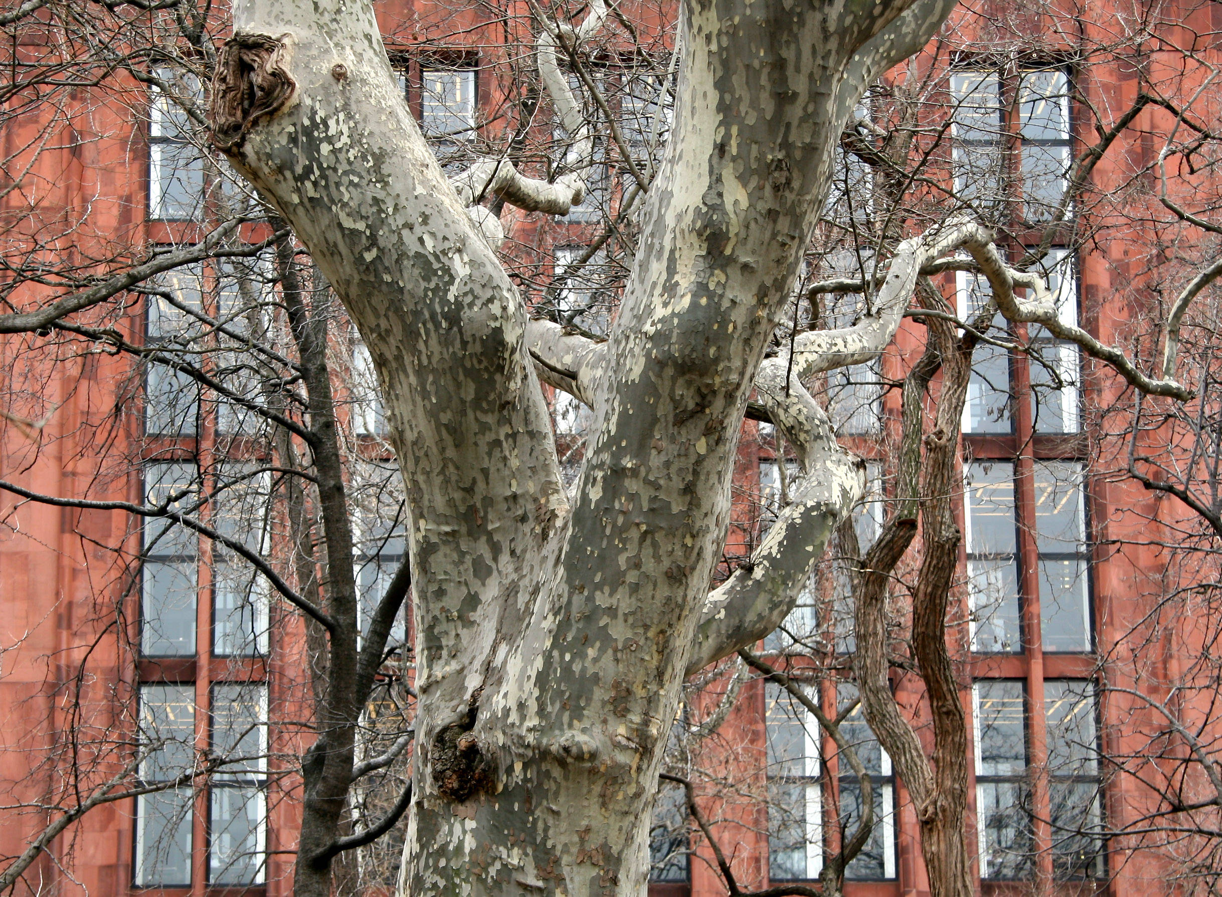 London Plane Tree & NYU Library