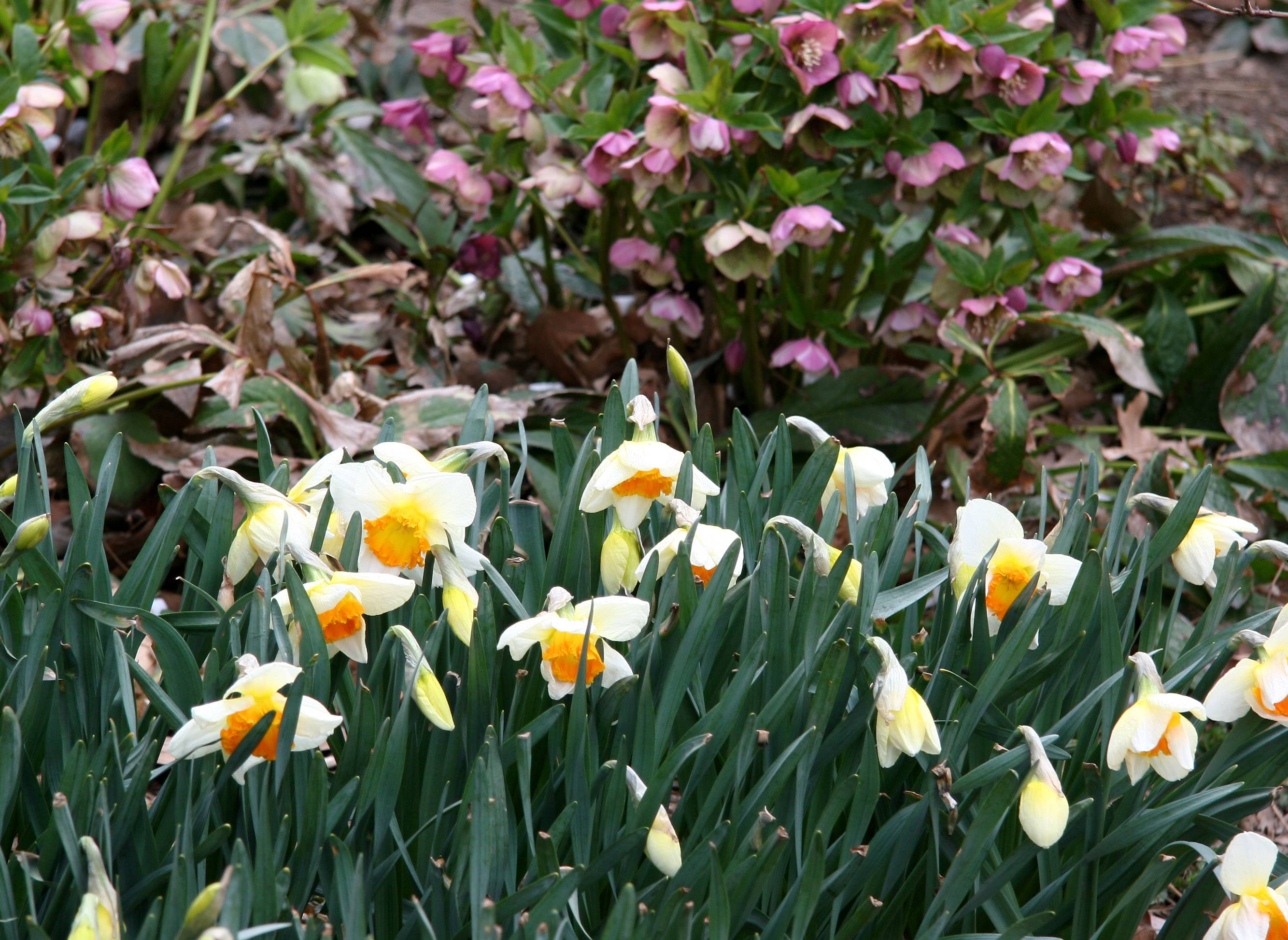 Daffodils & Lenten Roses