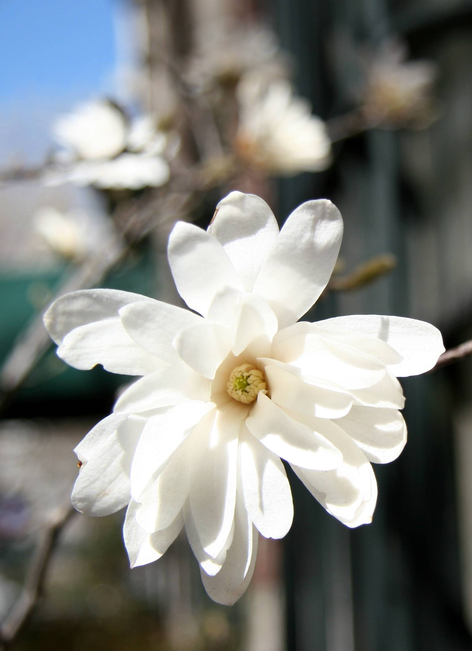 Magnolia Blossom