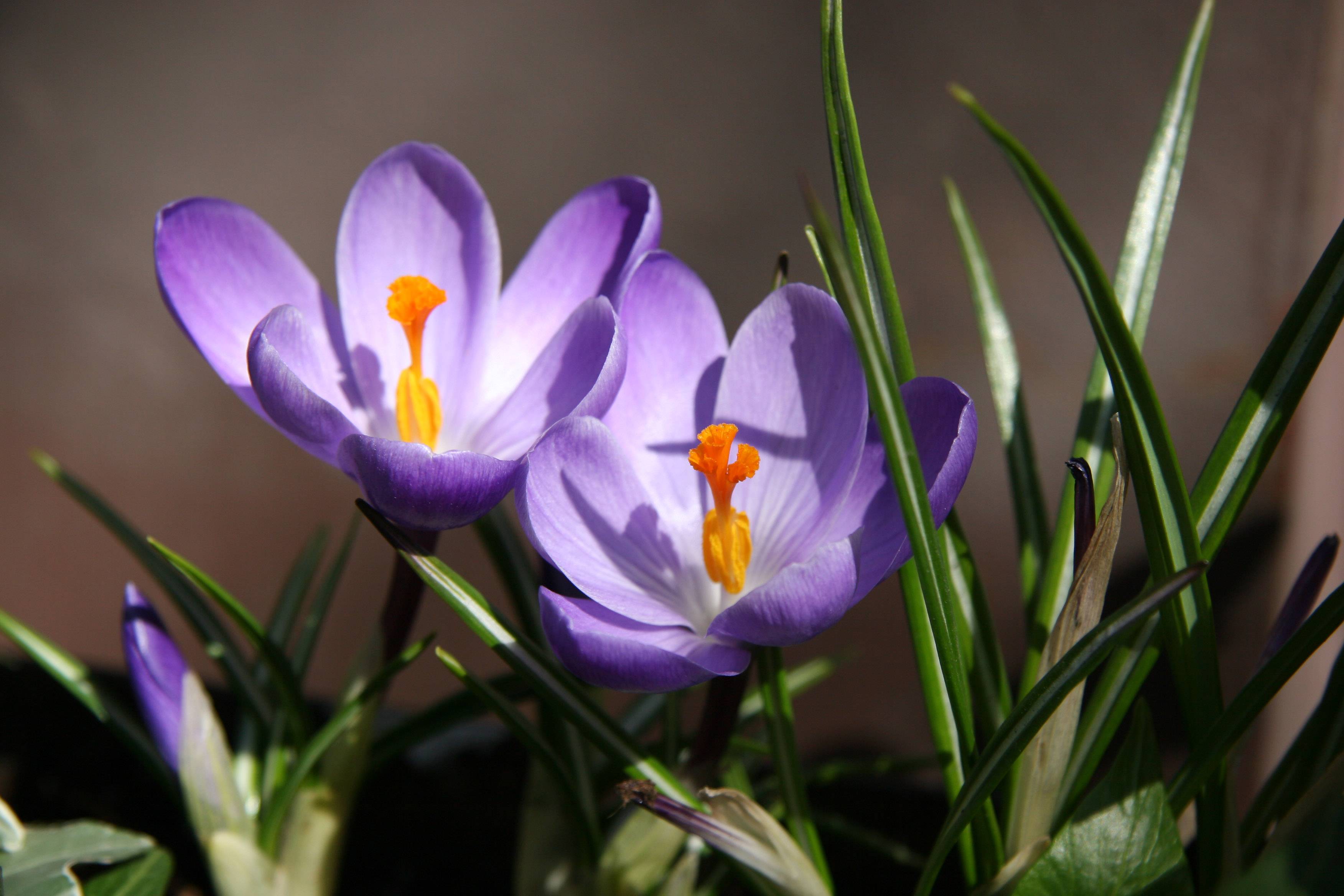 Crocuses