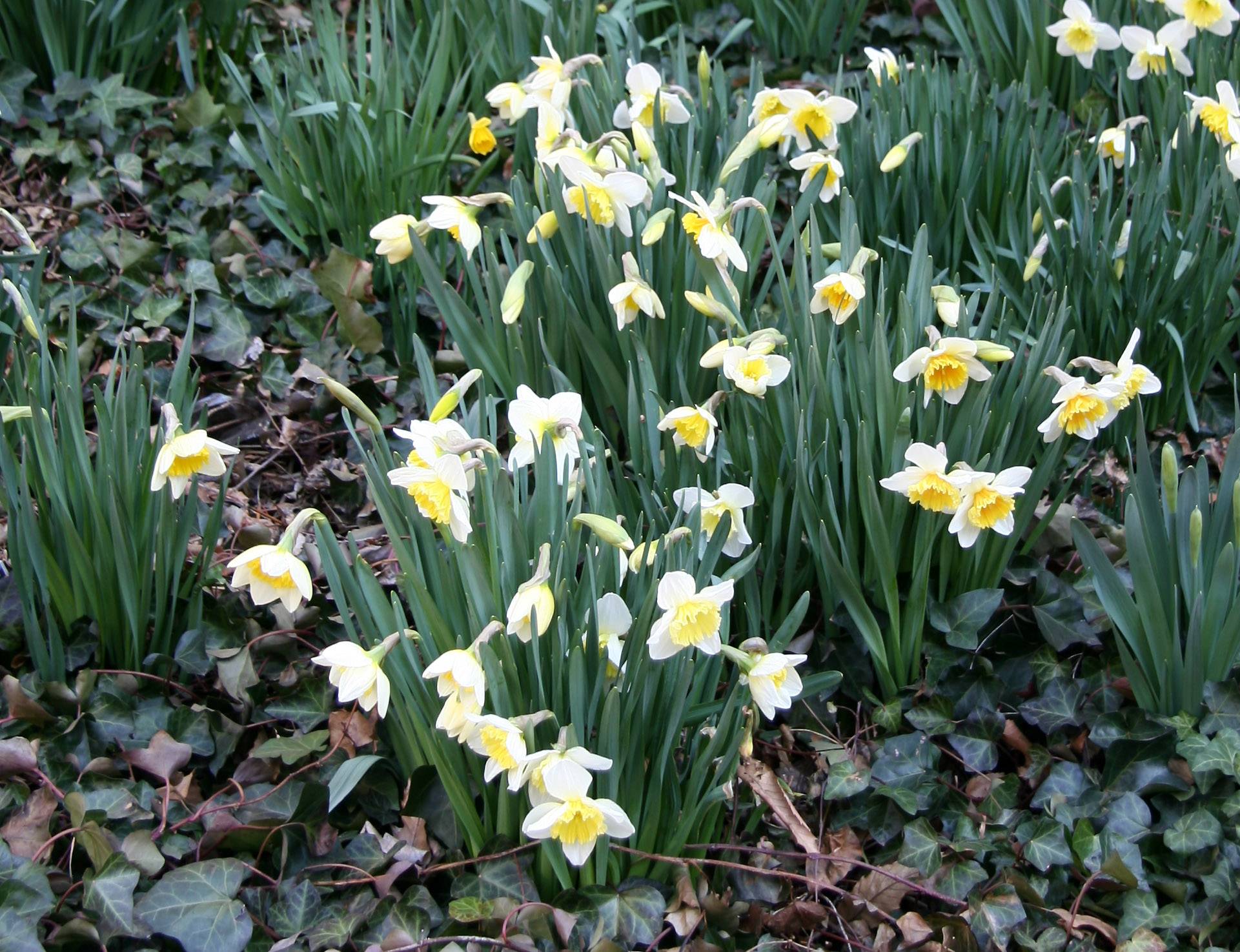 Daffodil Garden