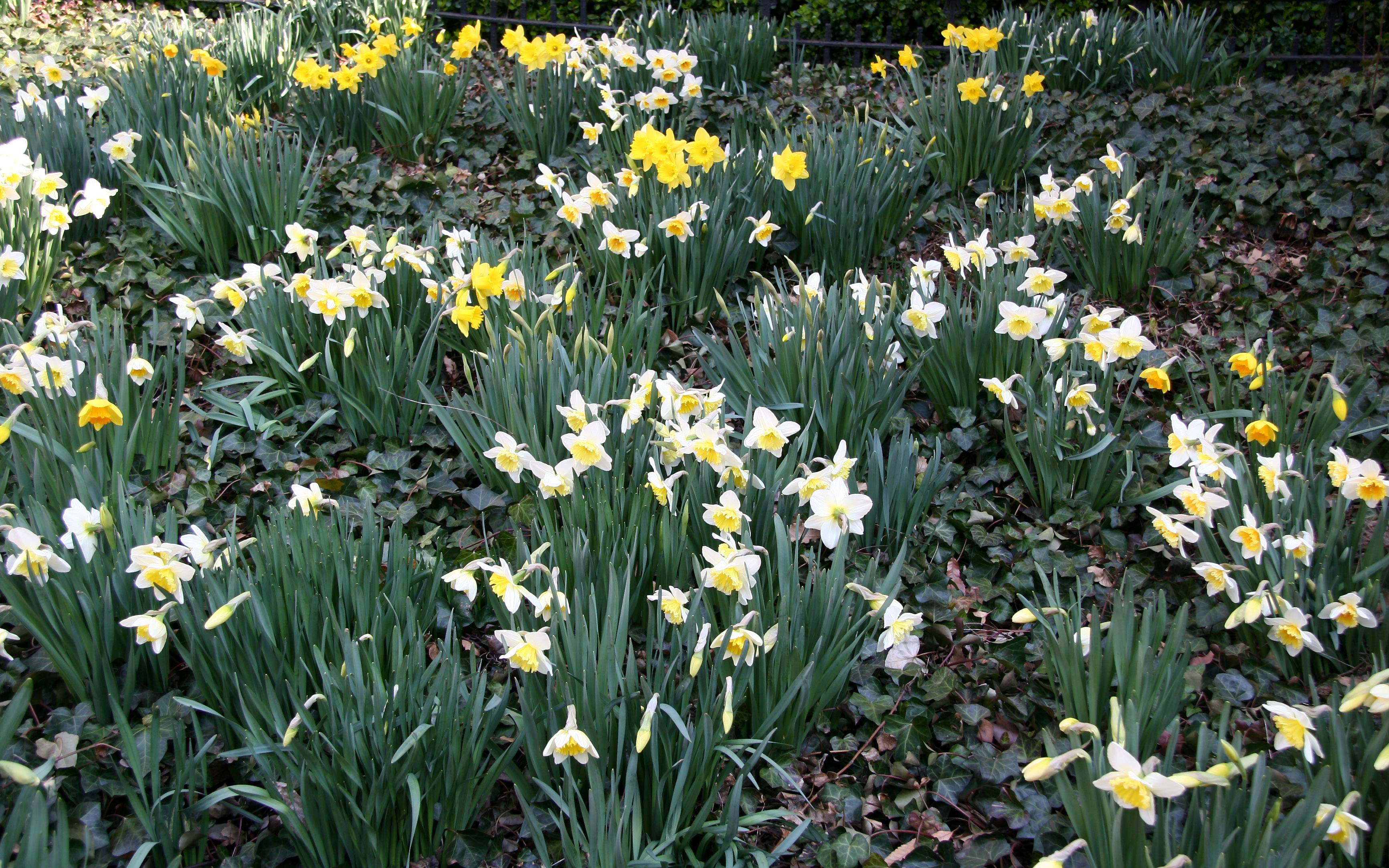 Daffodil Garden