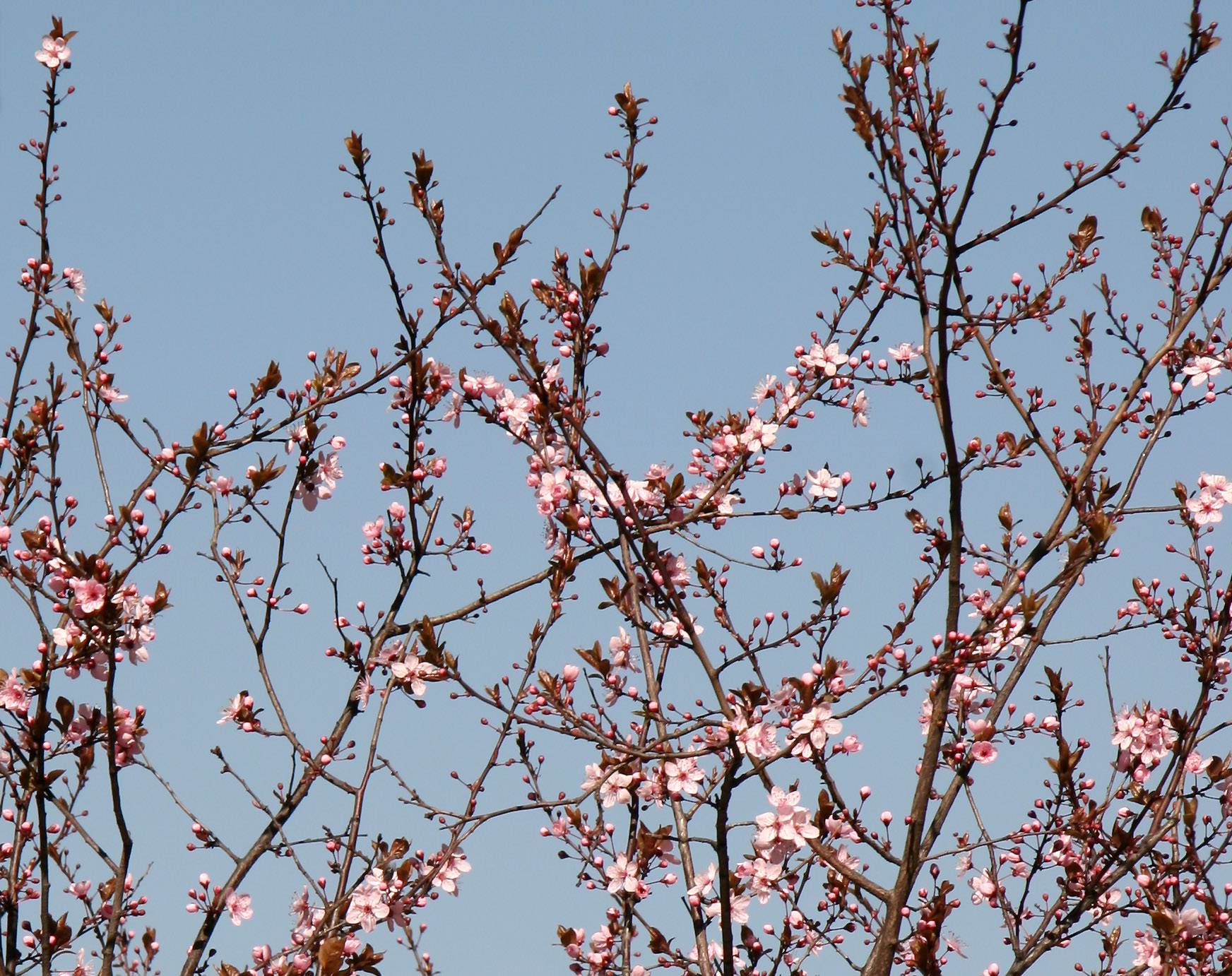 Cherry Blossom Buds