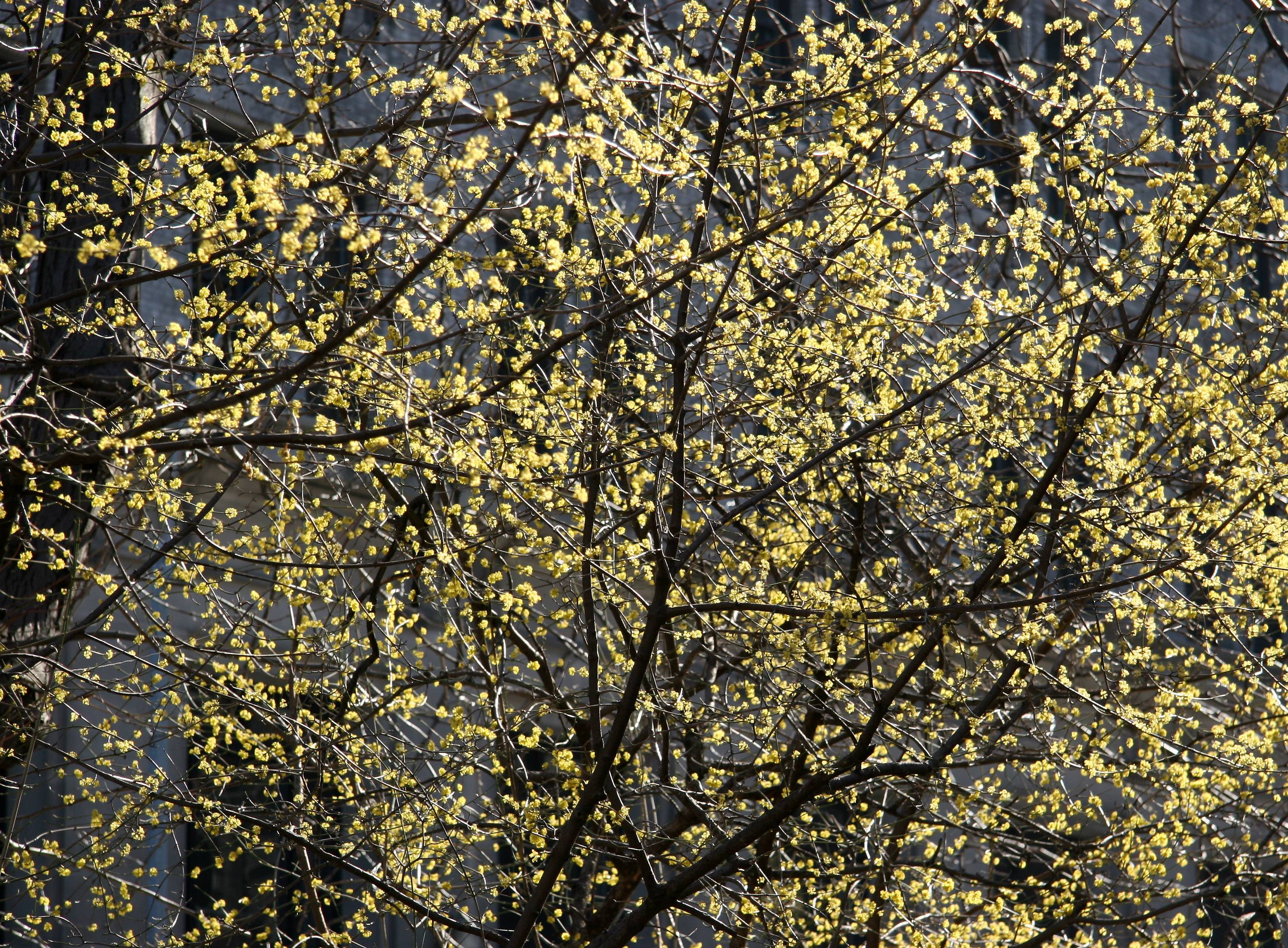 Cornus Mas Dogwood