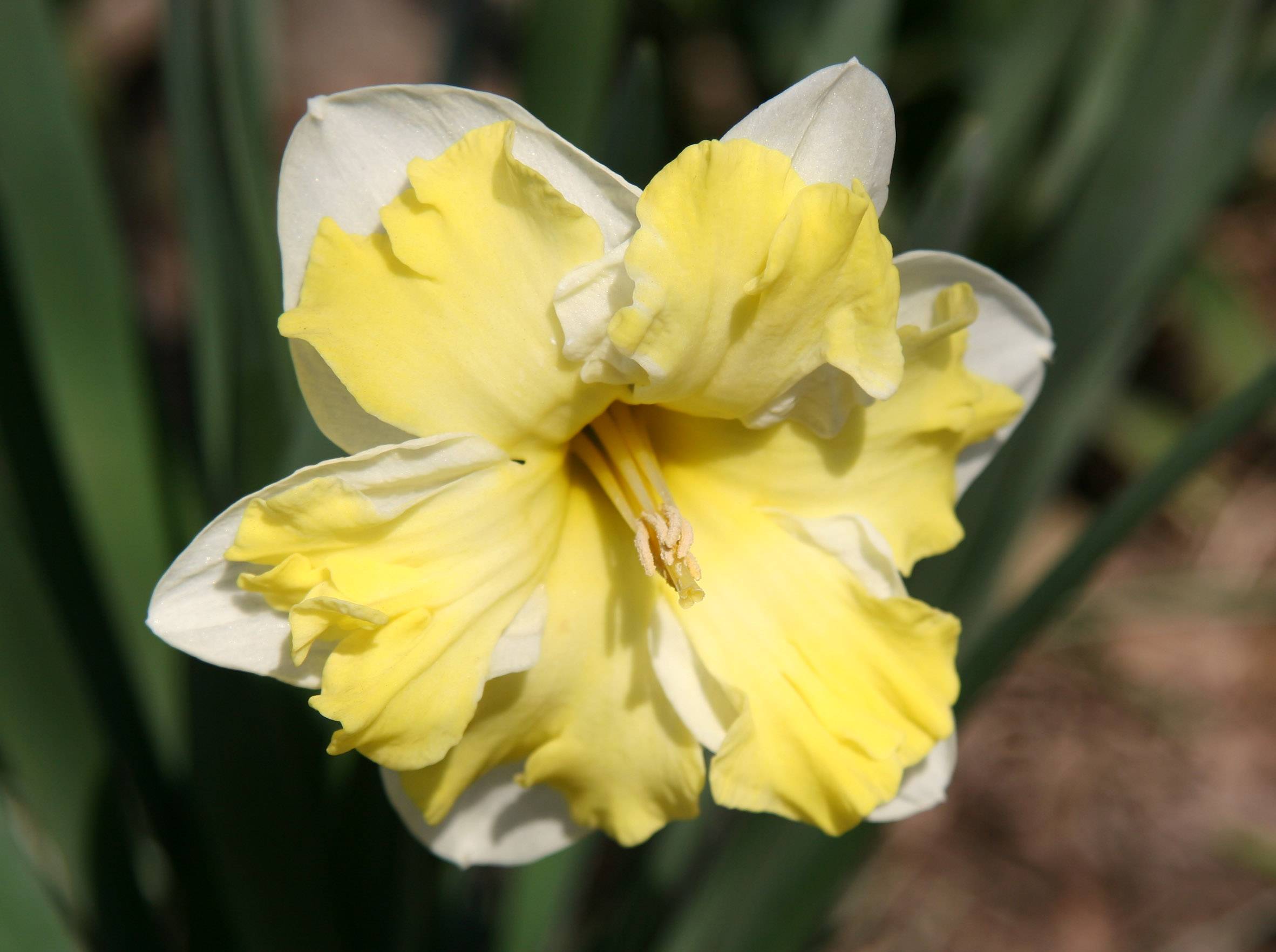 Daffodil