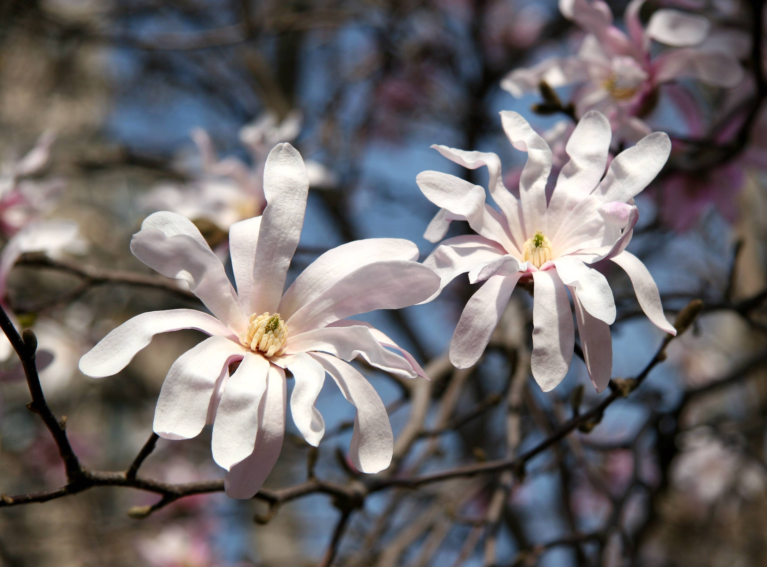 Magnolias