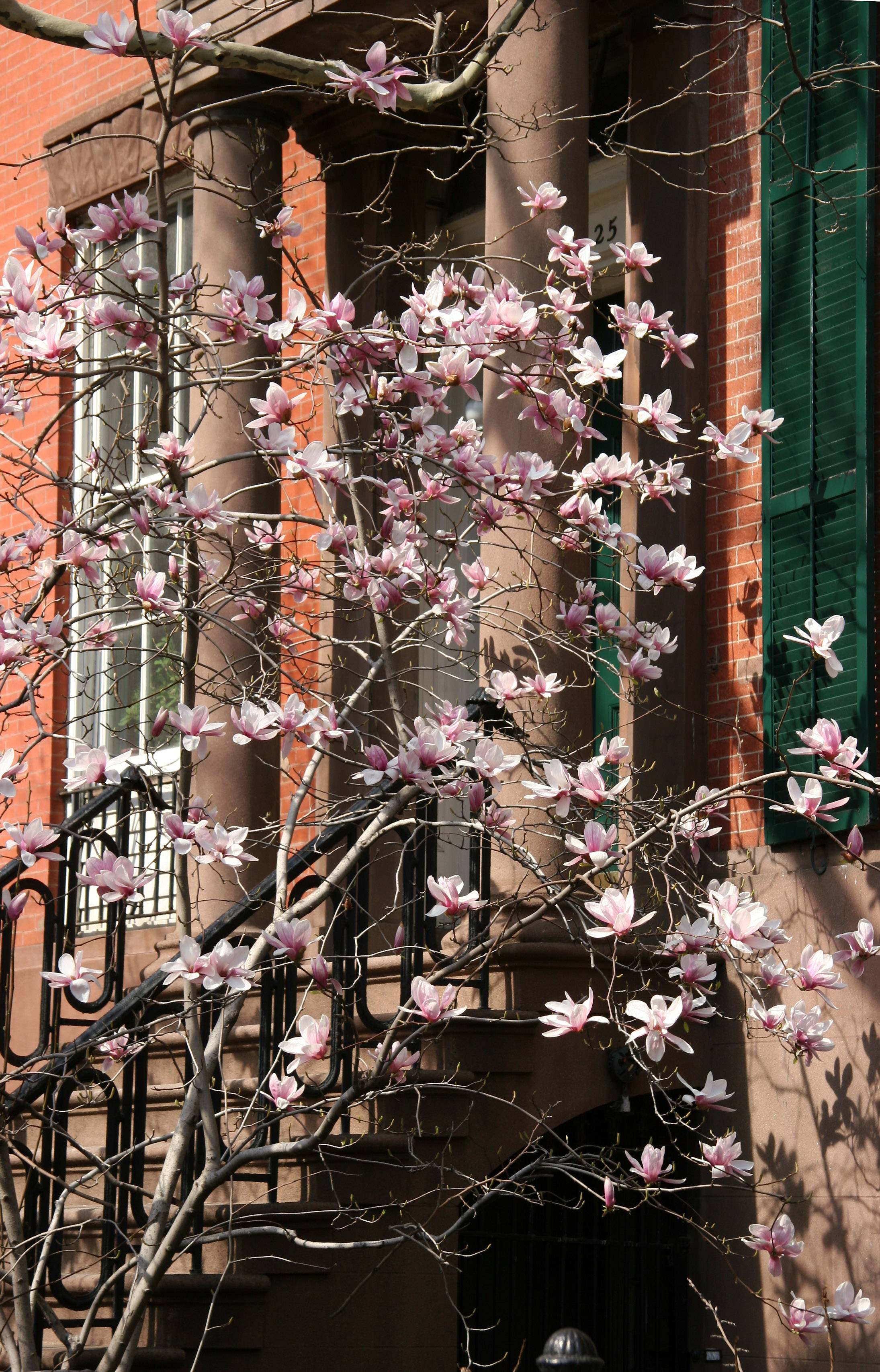 Tulip Tree in Resident Garden