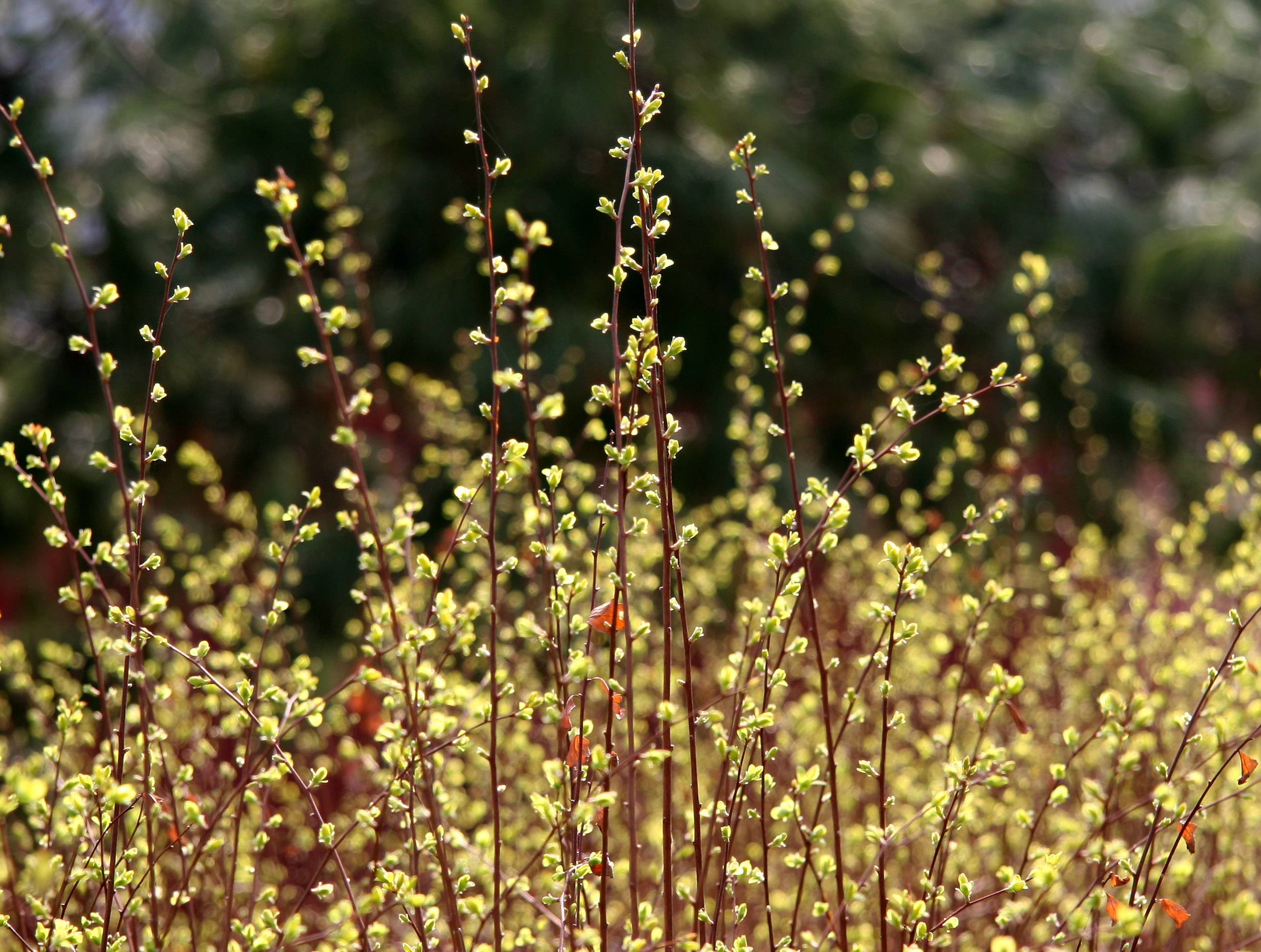 Bridal Veil Bush Buds