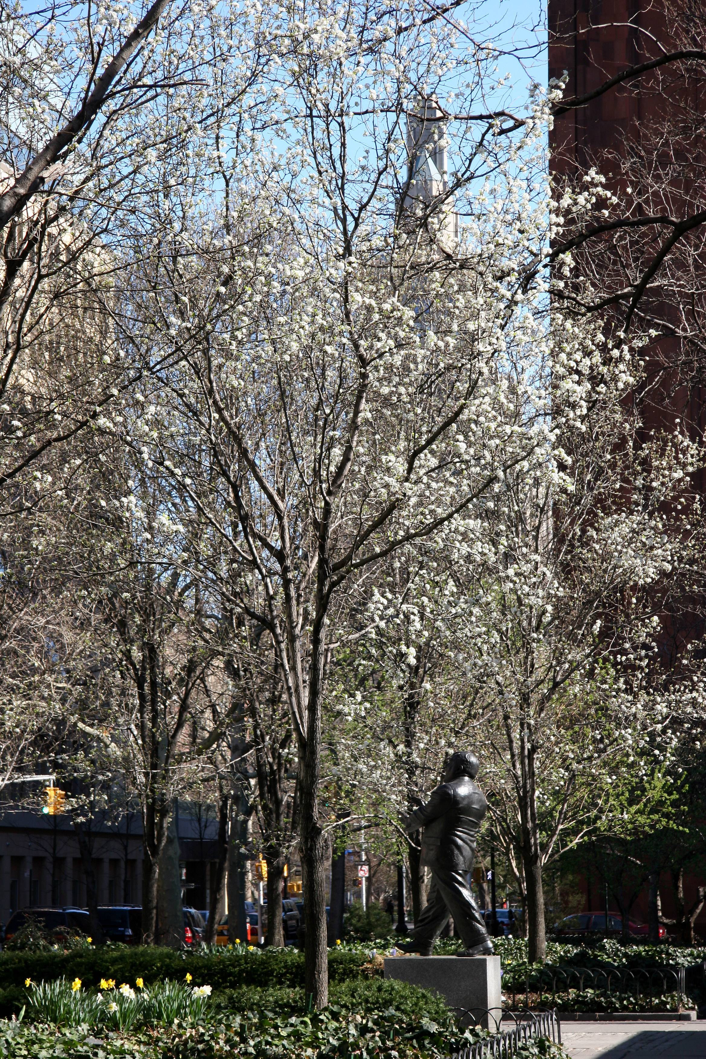 Garden View - Pear Trees