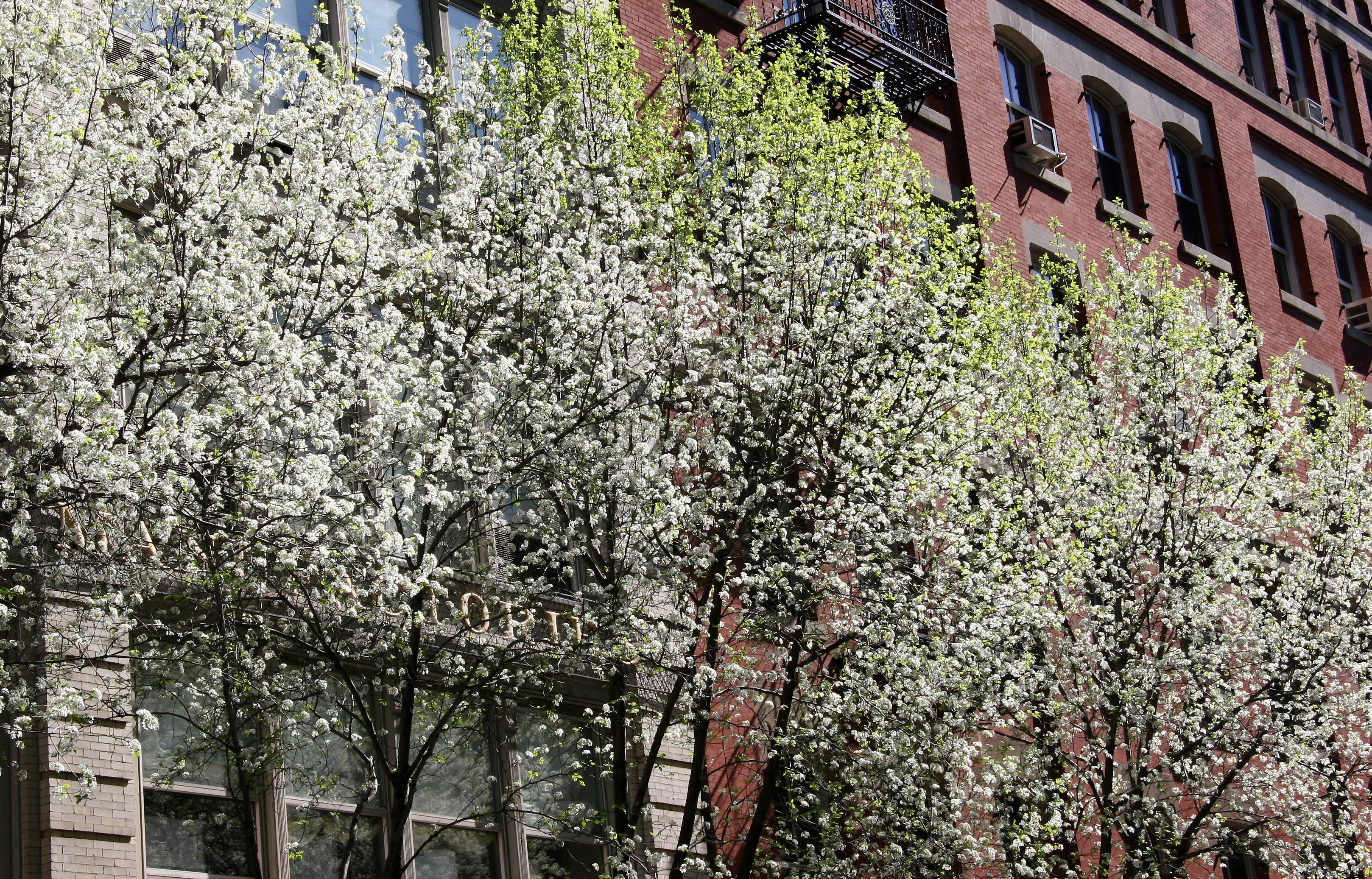 Pear Trees