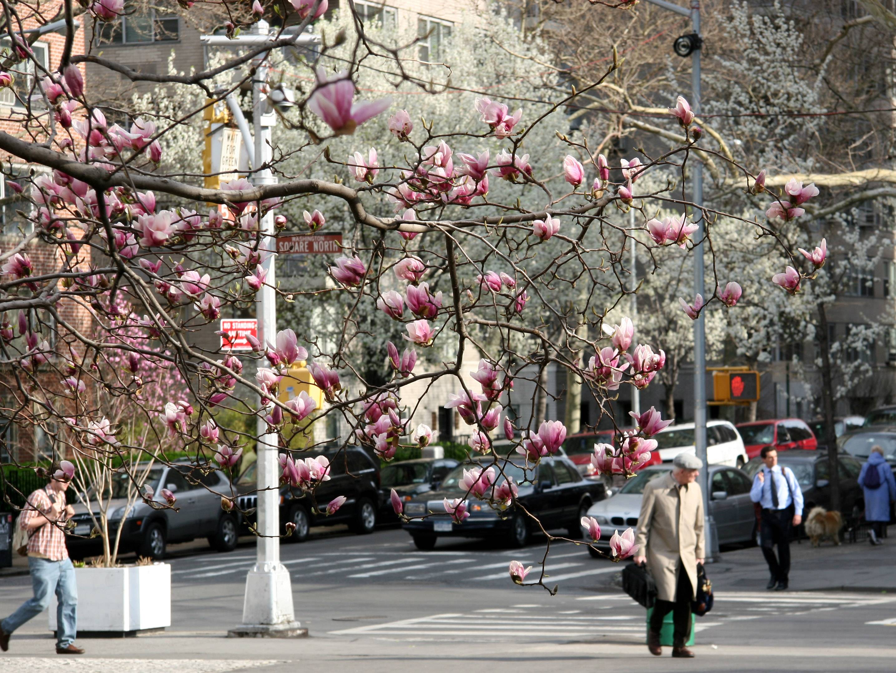 Magnolia & Pear Tree Blossoms on Fifth Avenue