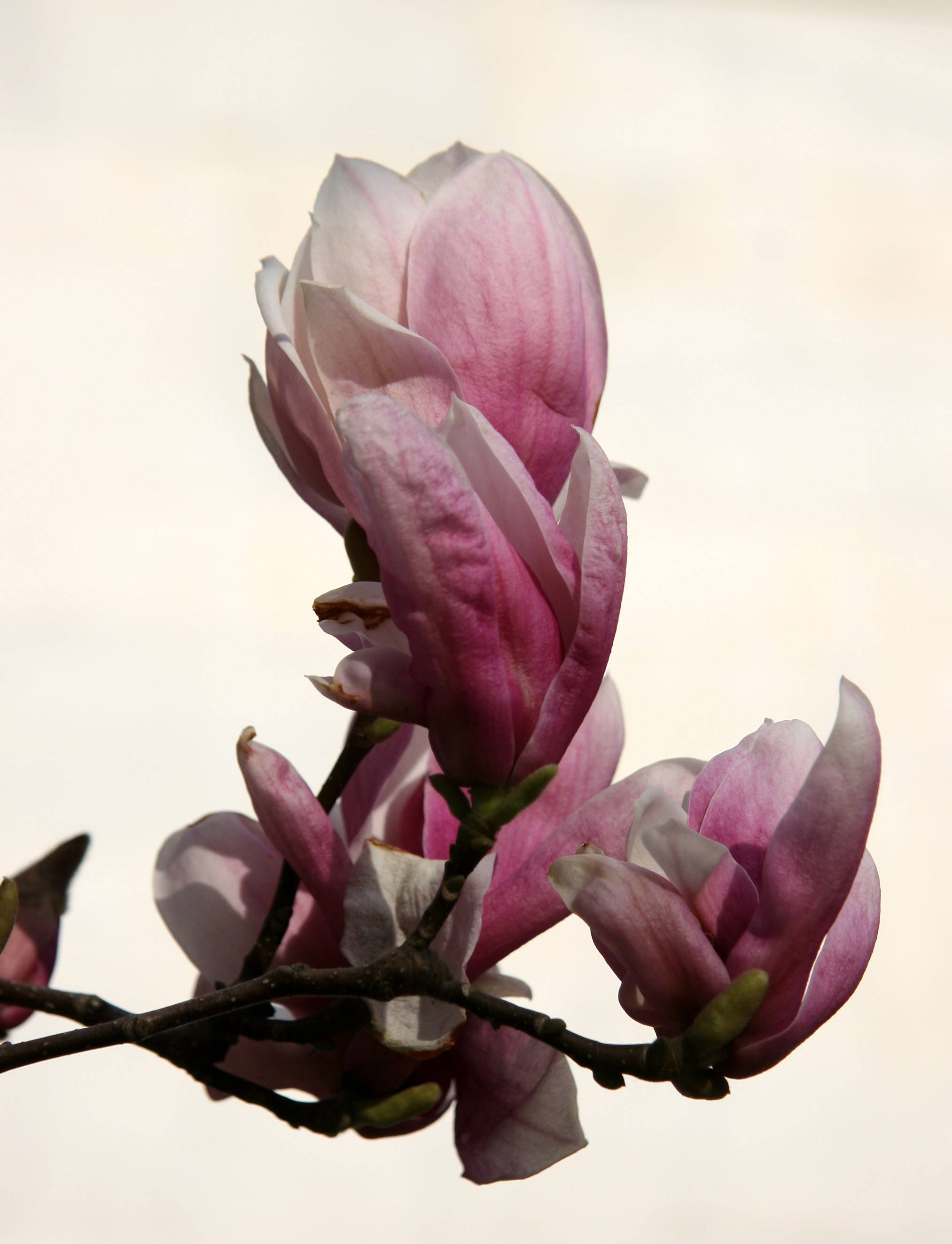 Tulip Tree or Magnolia Blossoms