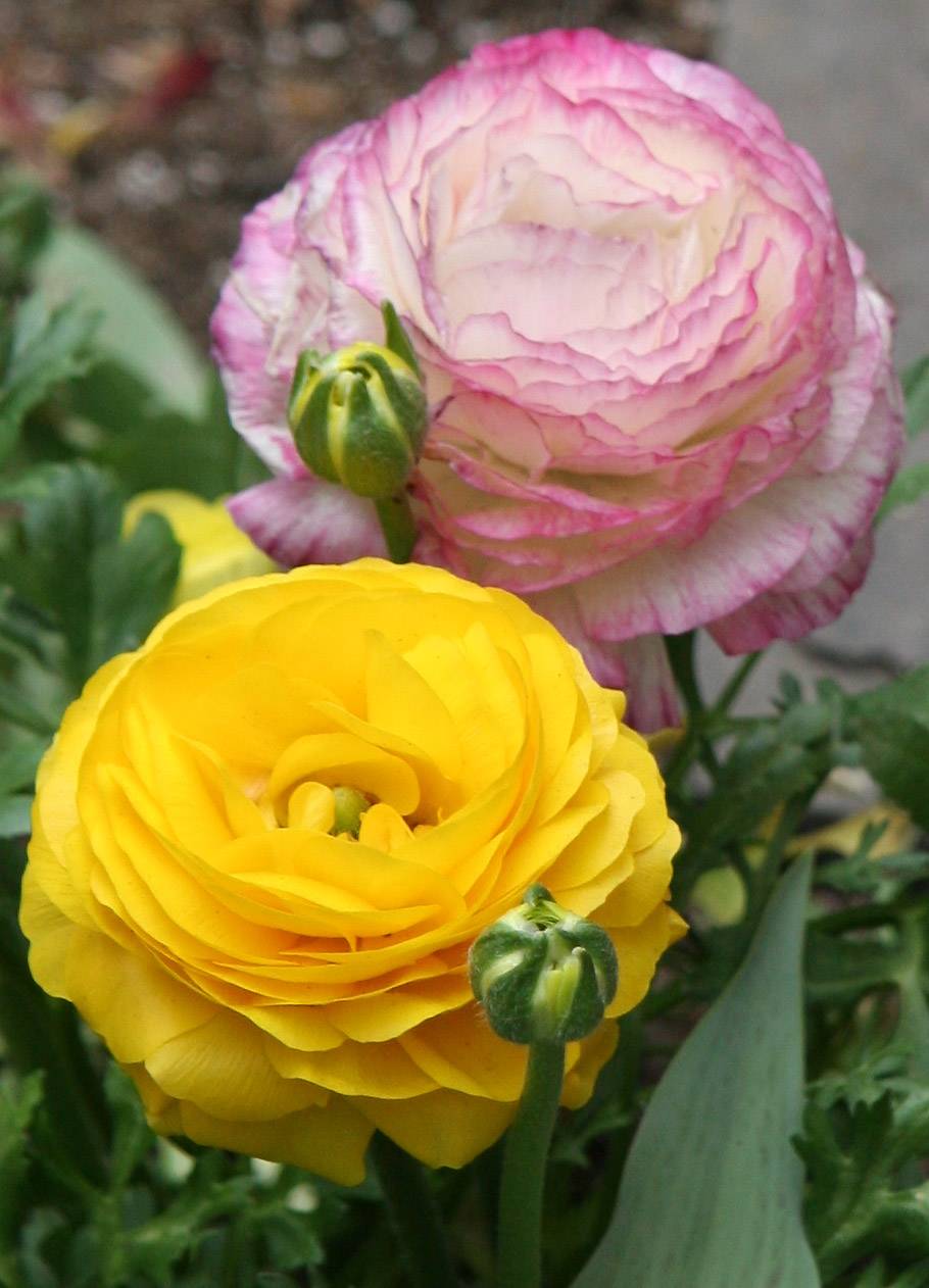 Ranunculus
