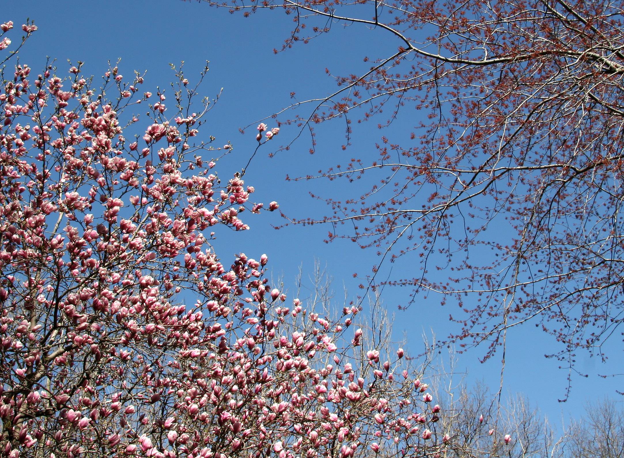 Tulip Tree Blossoms - NYU Law School