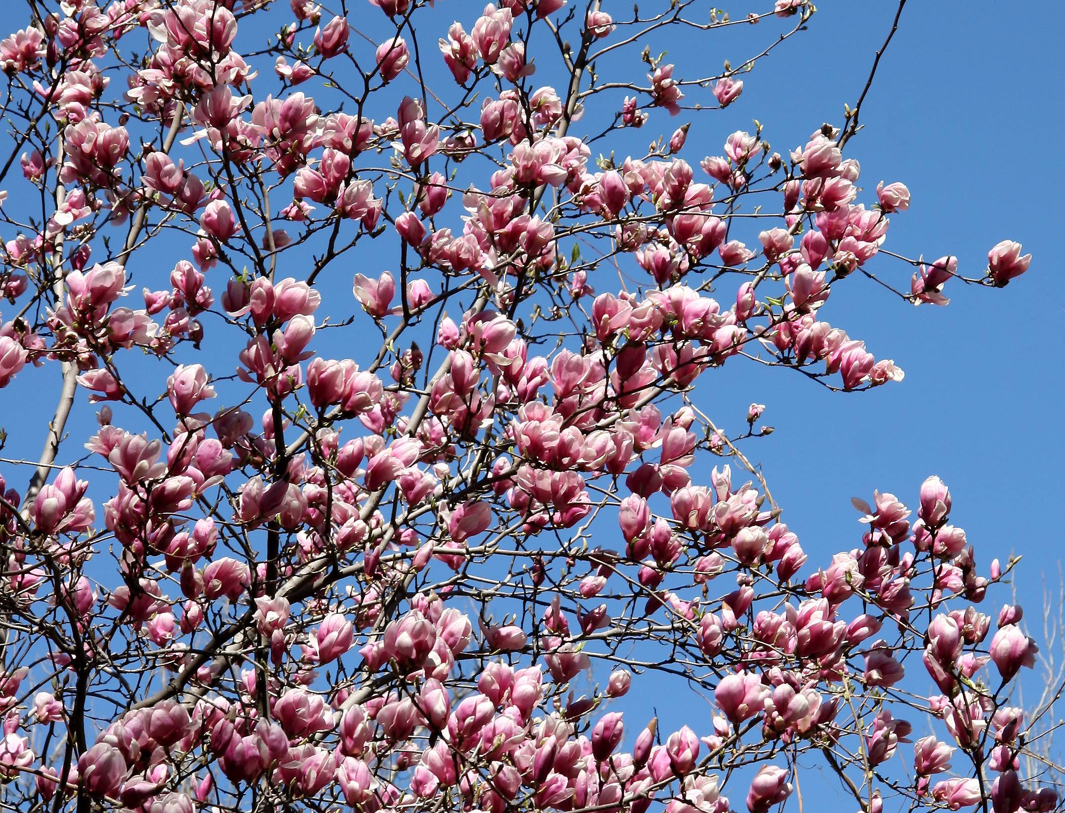 Tulip Tree Blossoms - NYU Law School