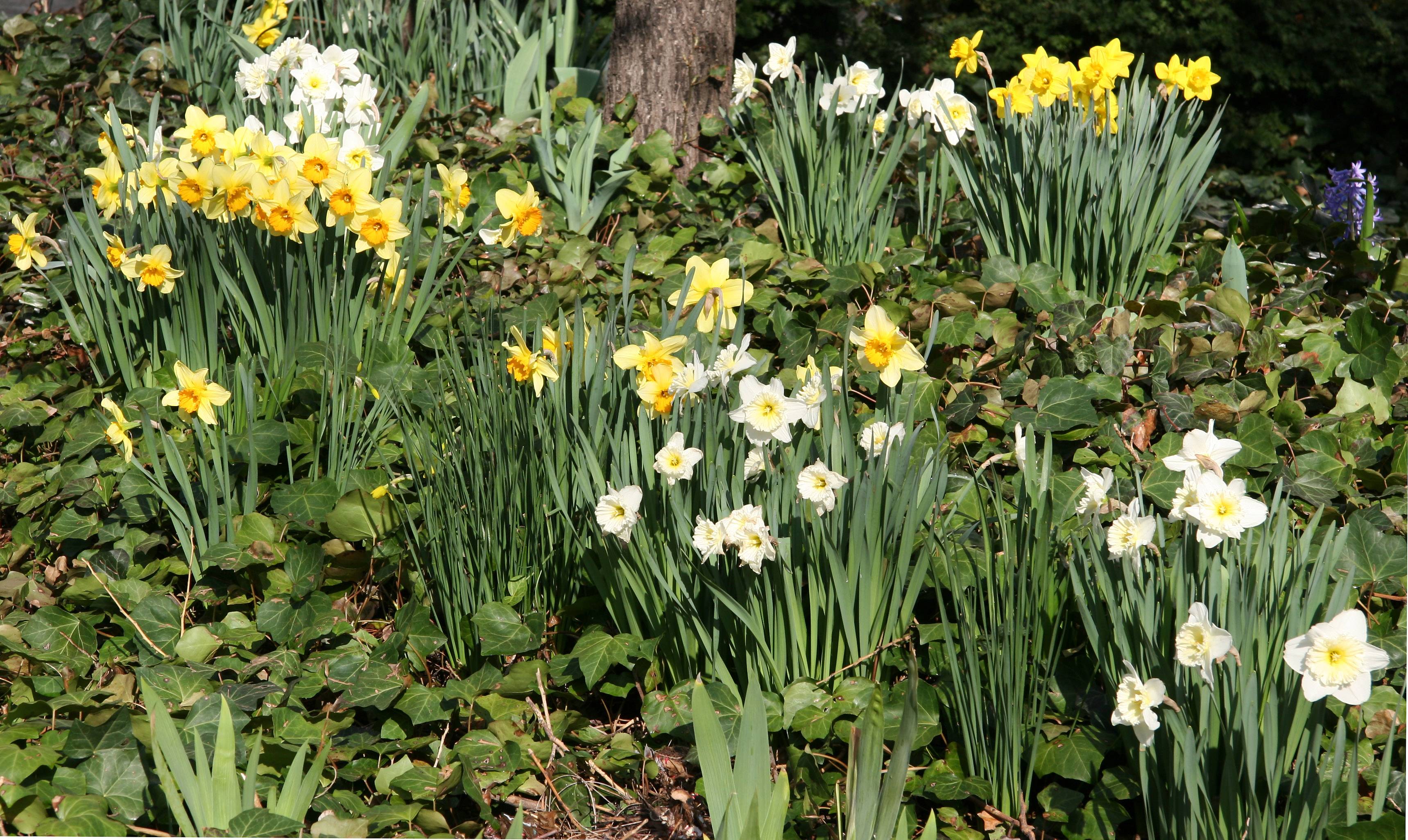 Daffodils