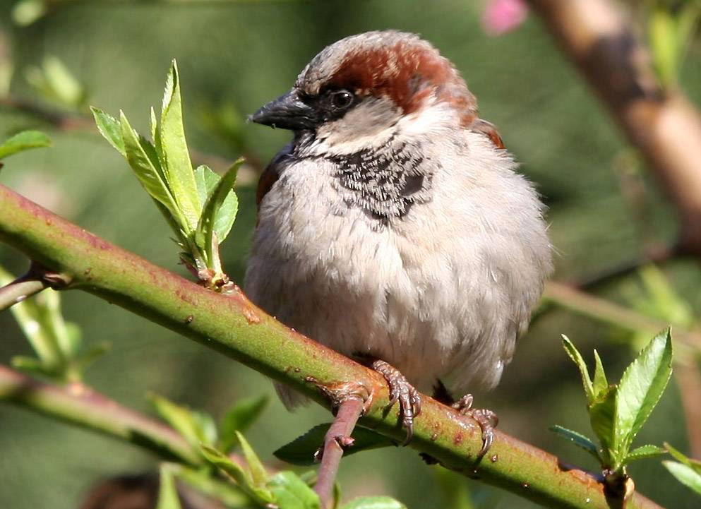 Sparrow in a Peach Tree