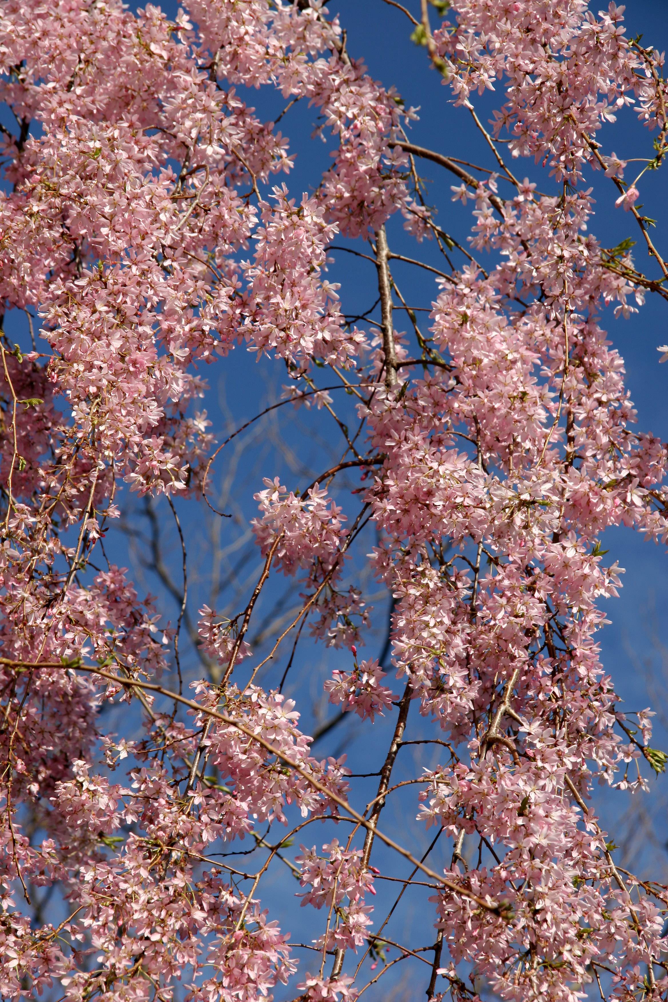 Cherry Tree Blossoms