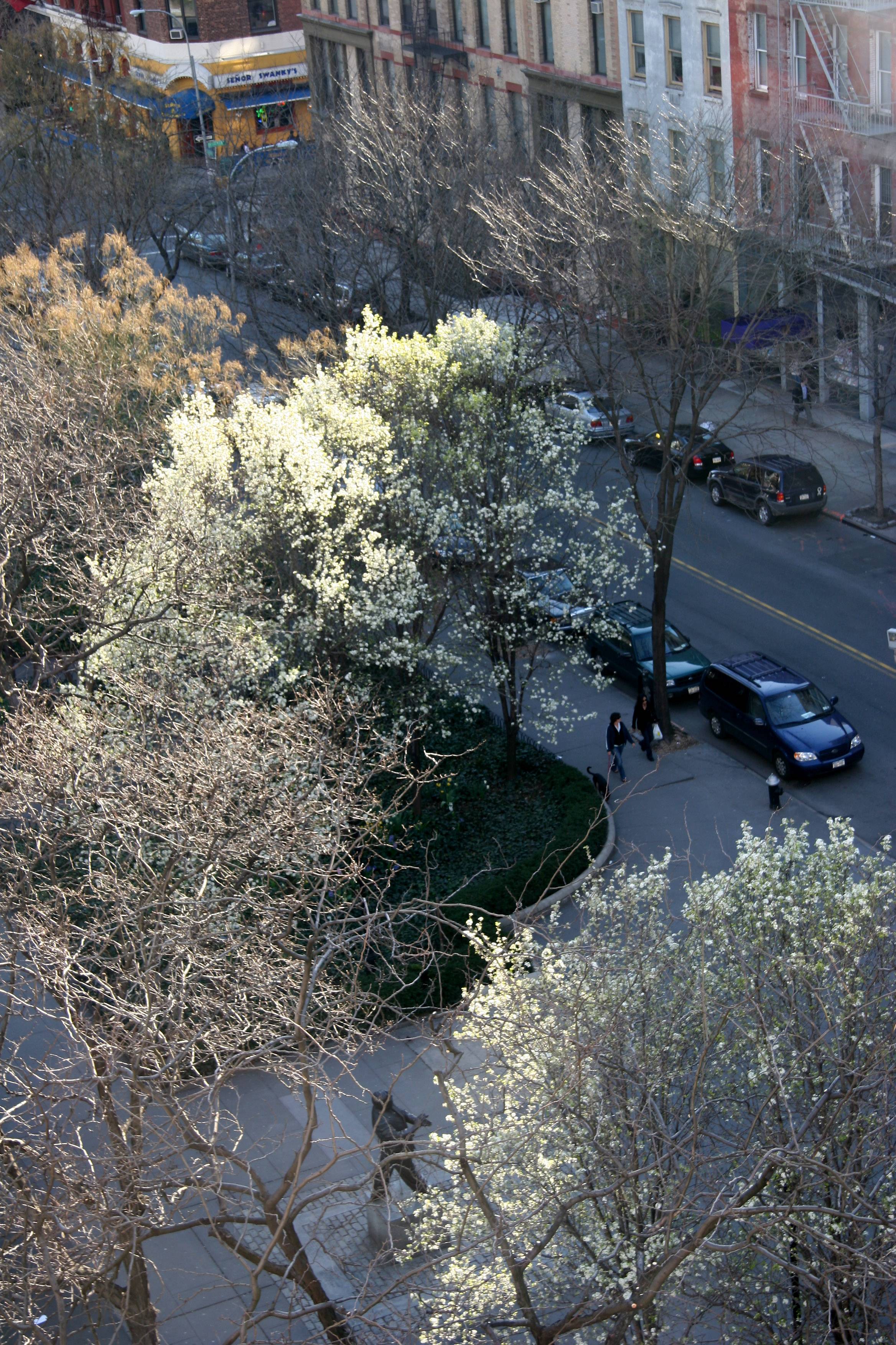 Pear Trees in Blossom