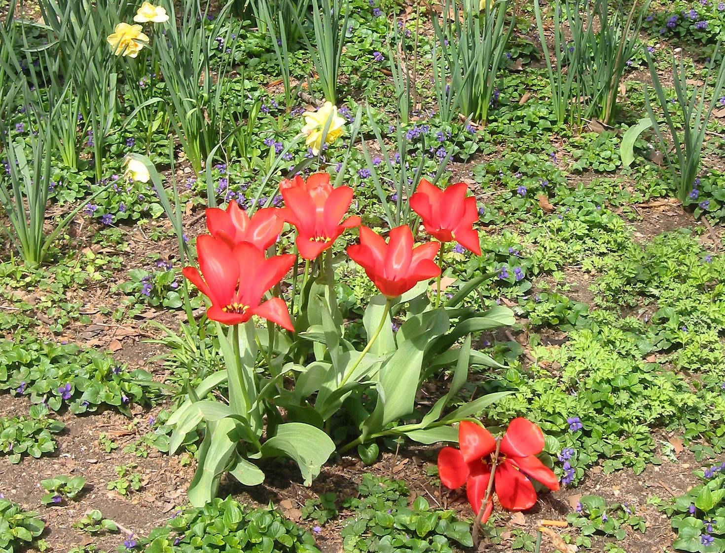 Tulips