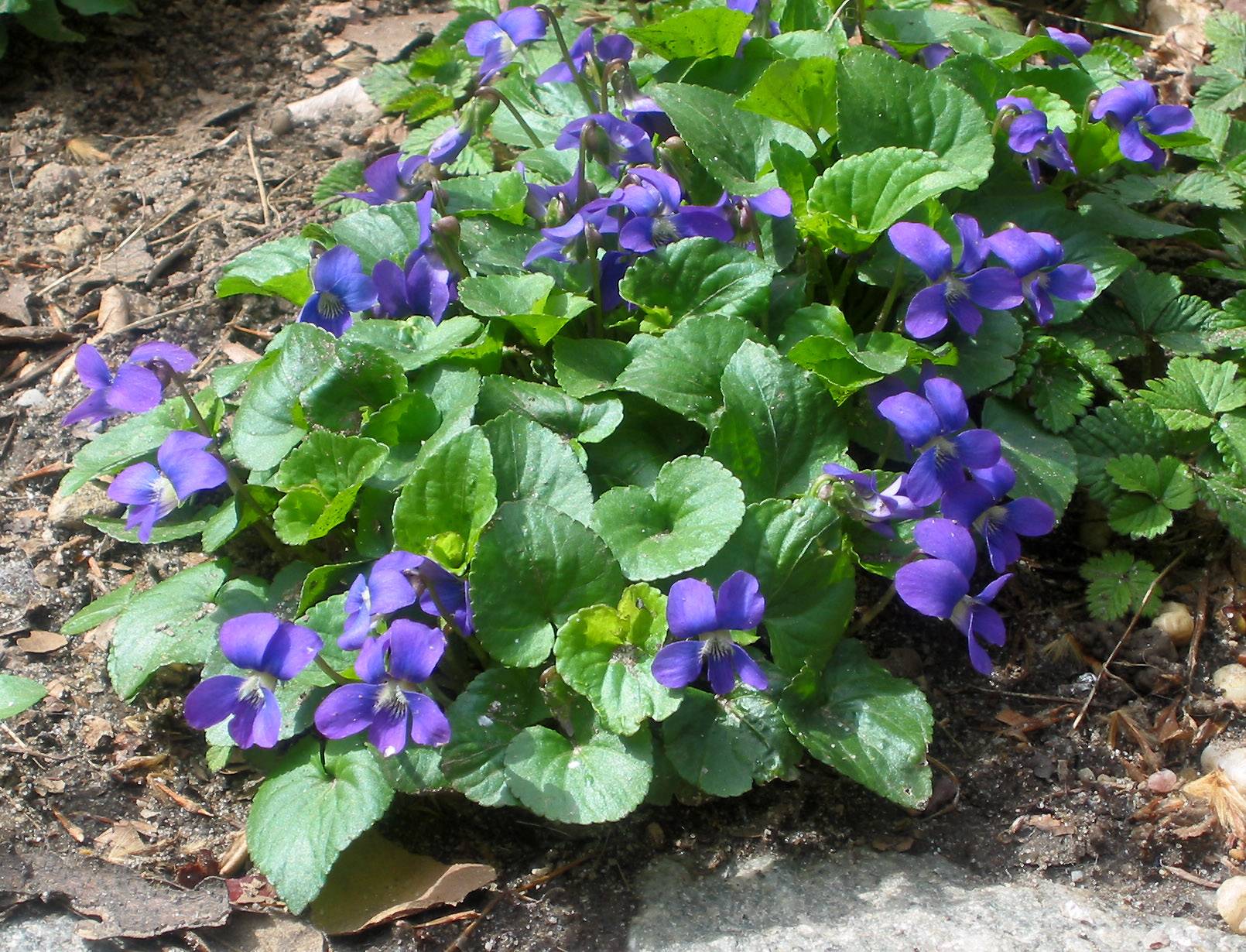 Violets