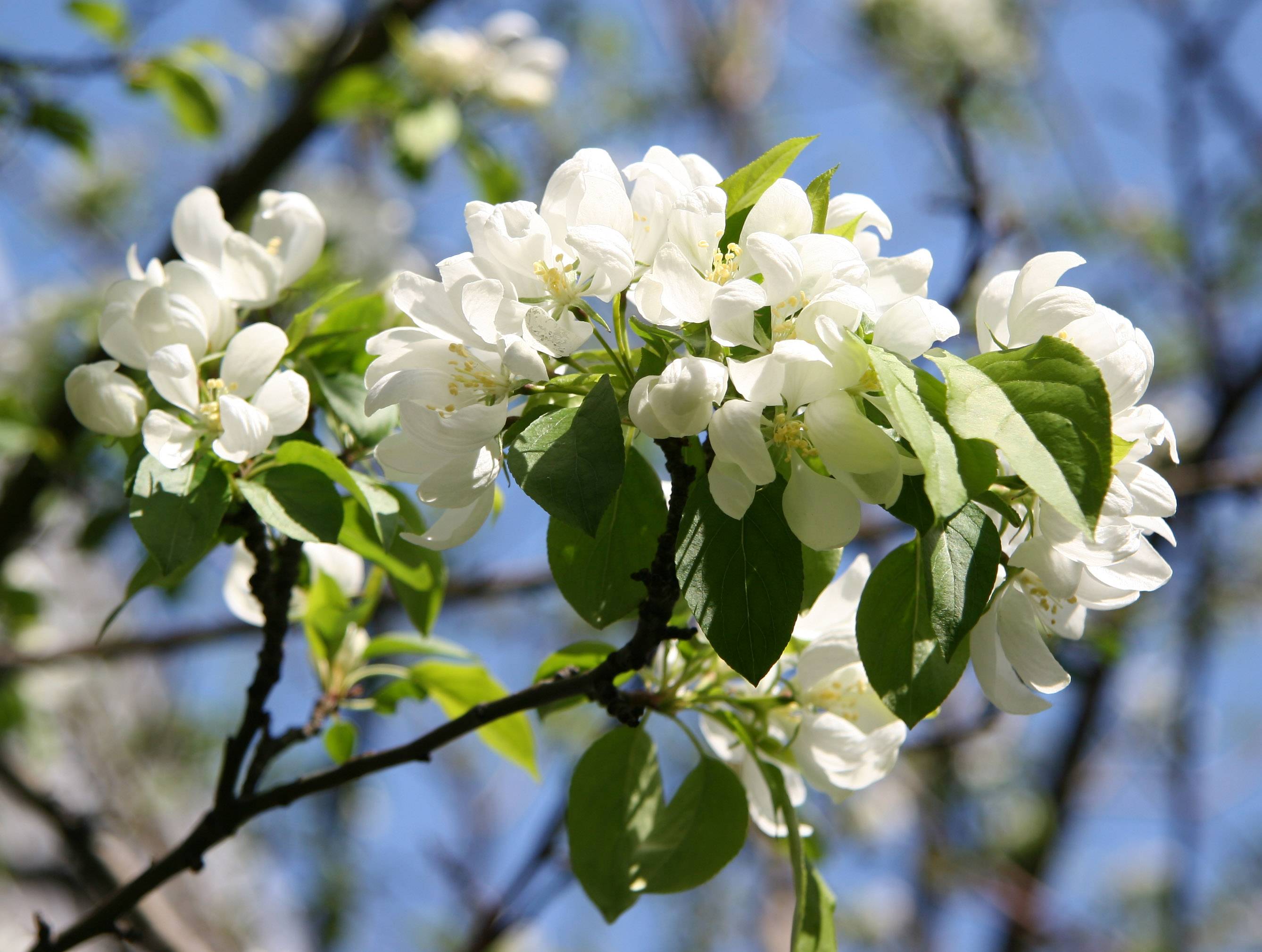 White Apple Blossoms