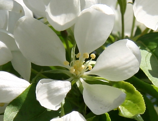 White Apple Blossoms