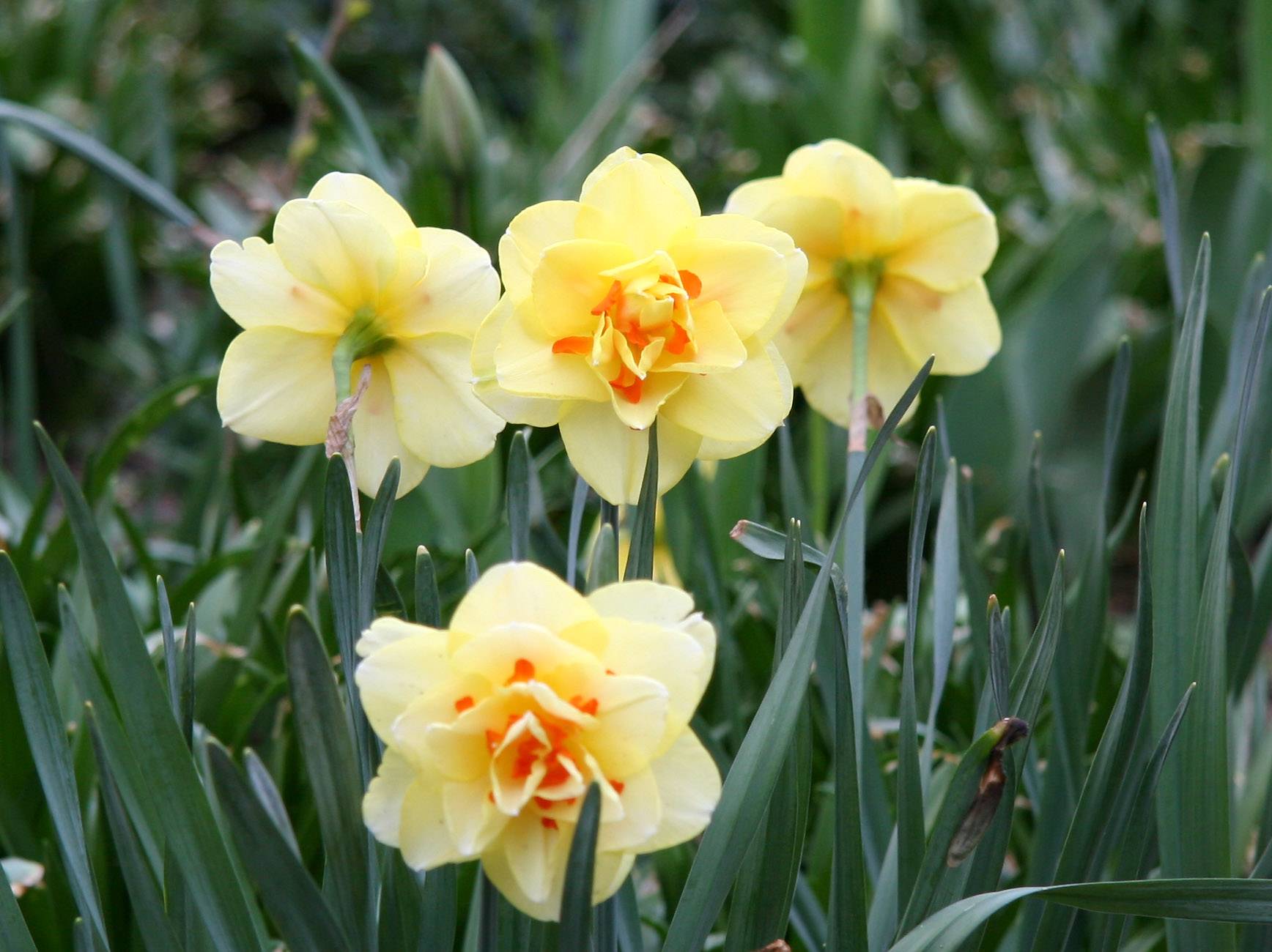 Daffodils