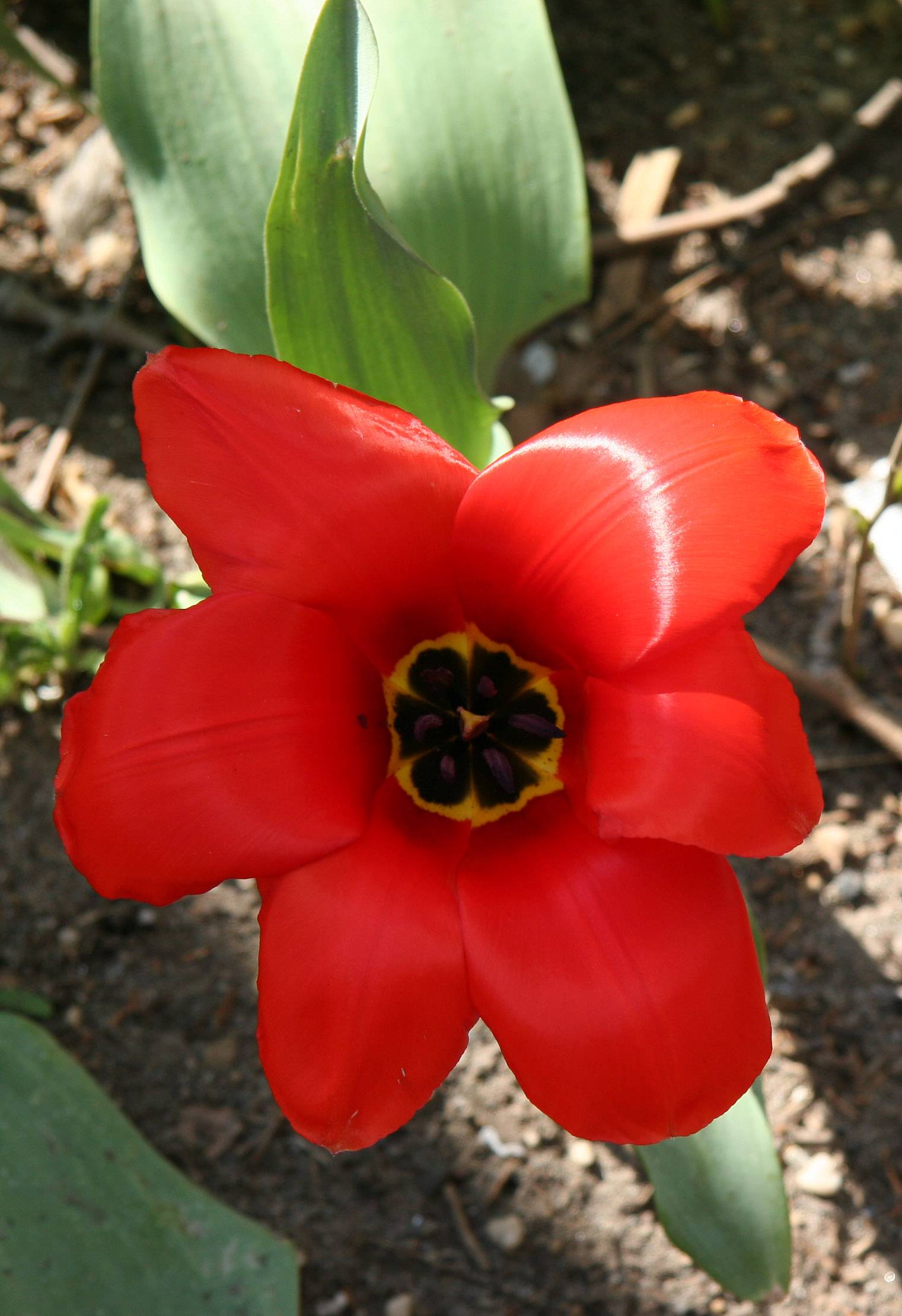 Tulip