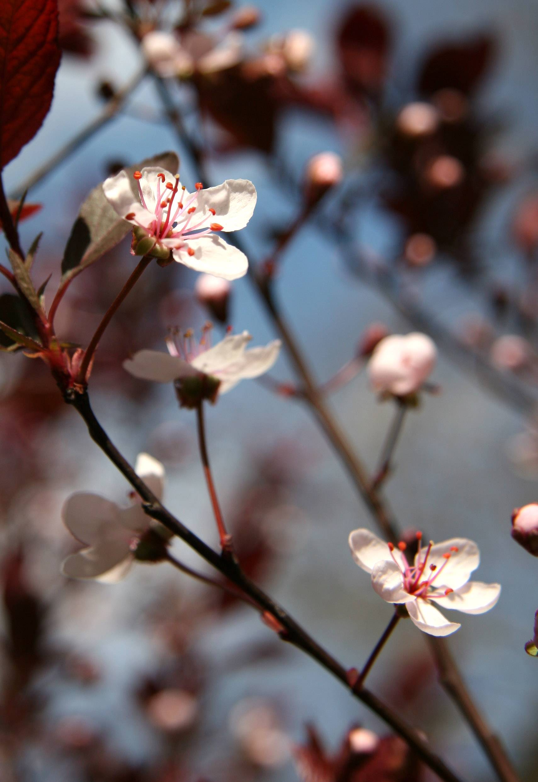 Prunus Bush