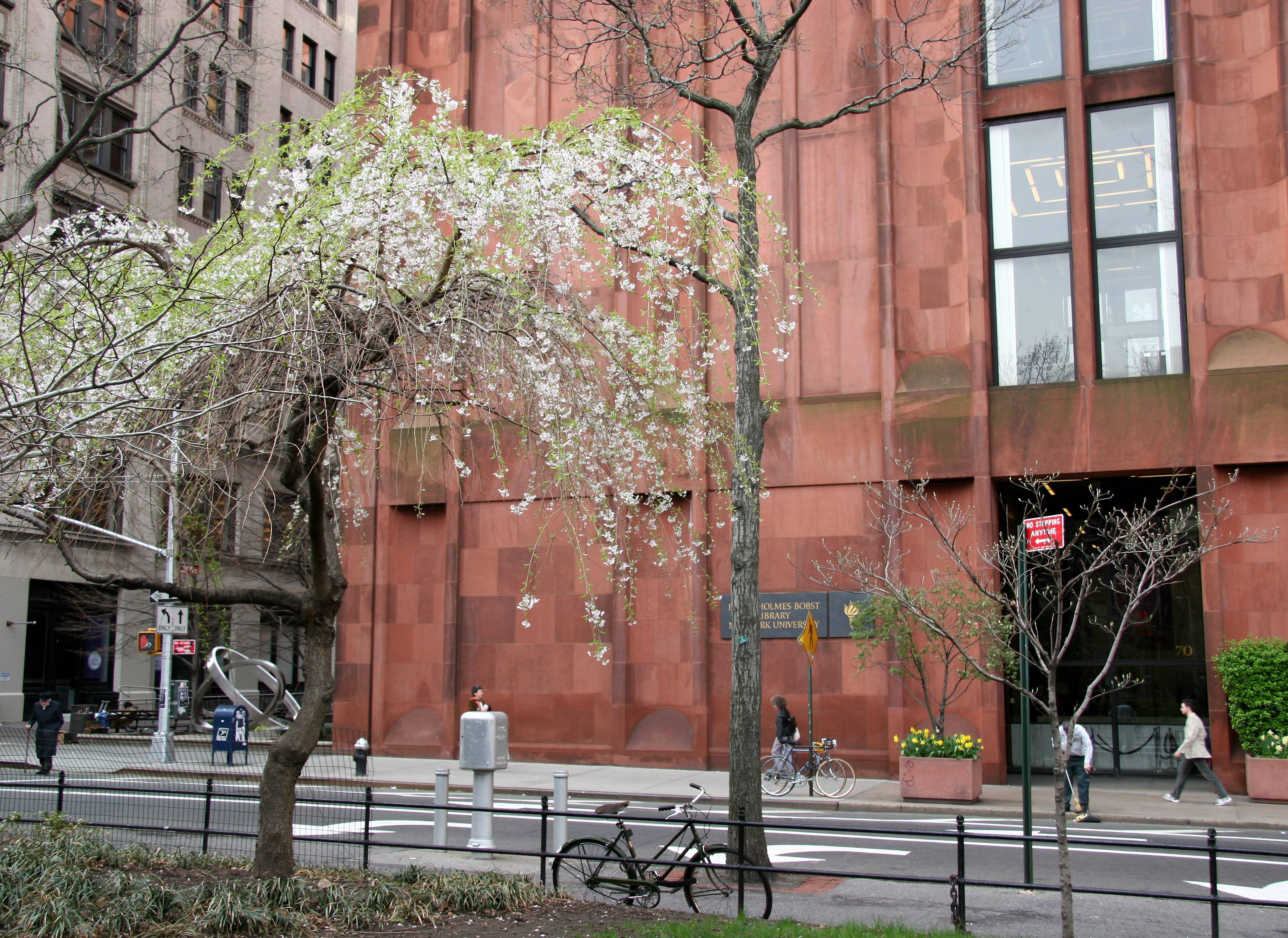 NYU Library & a Cherry Tree