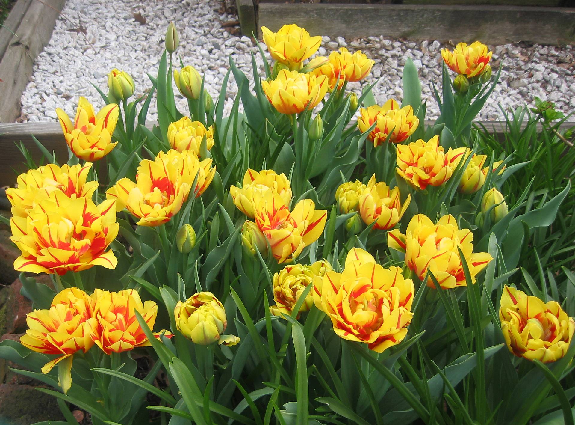 Tulips