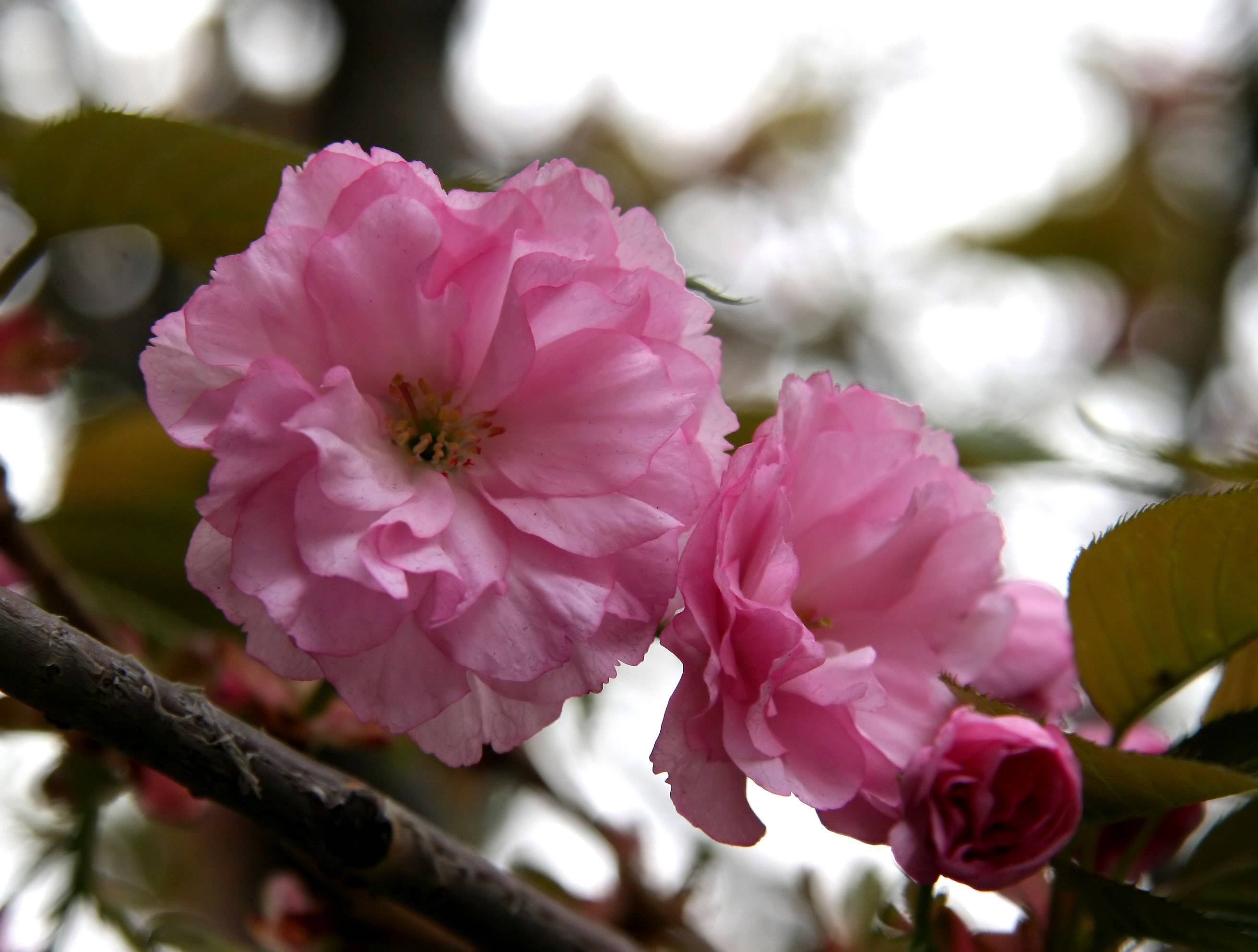 Cherry Blossoms