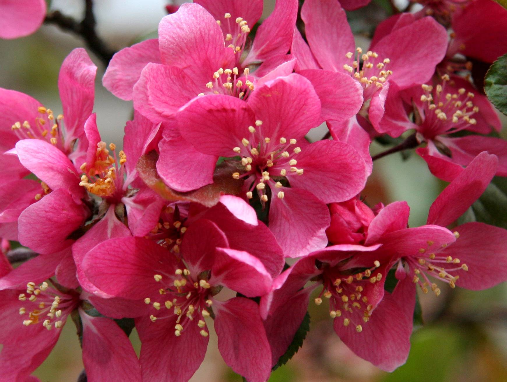 Cherry Blossoms