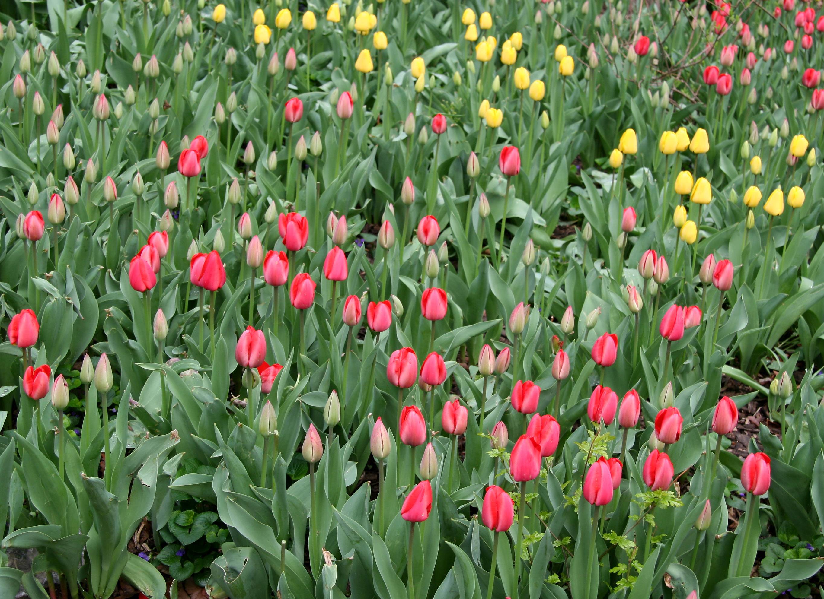 Tulip Bed