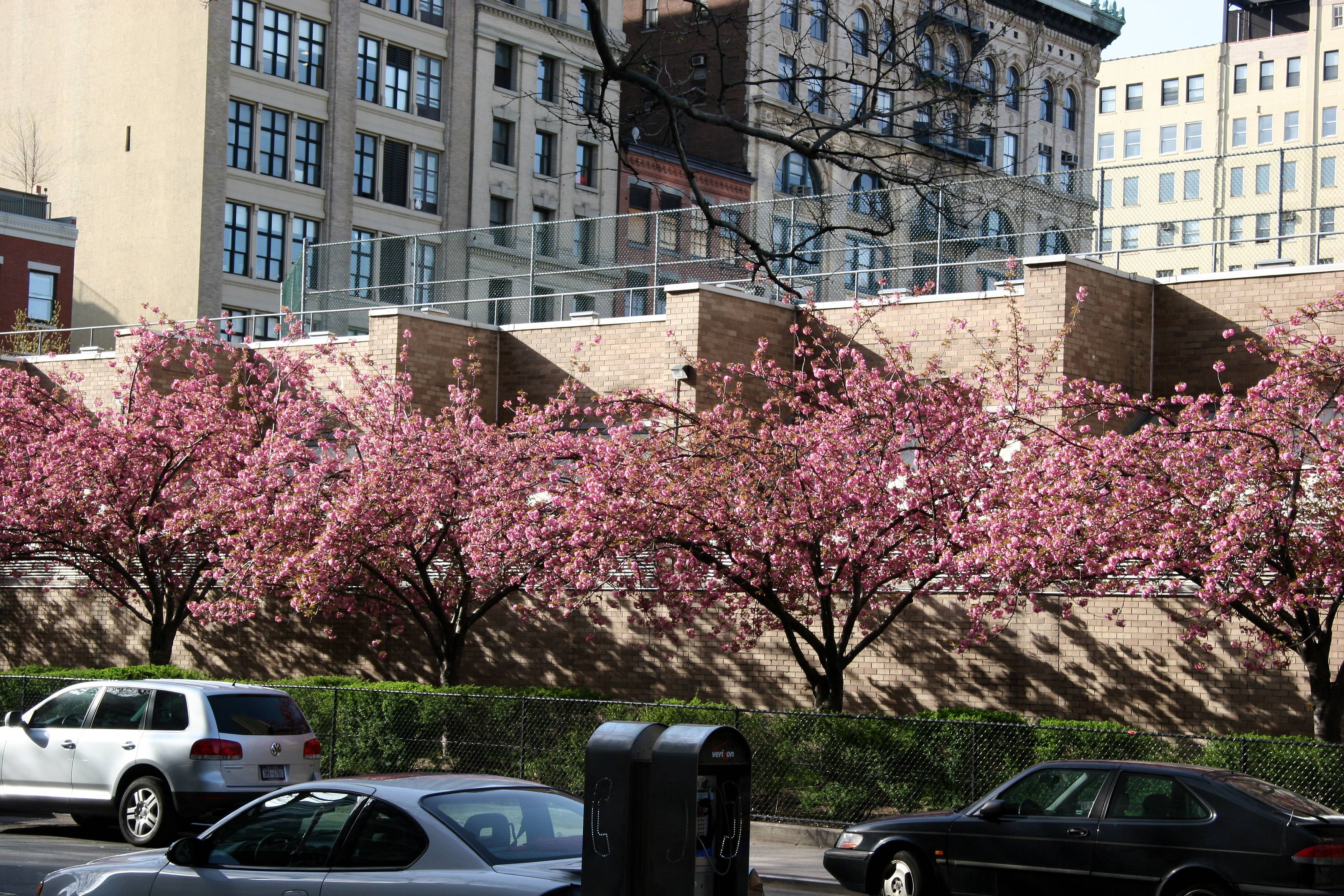 Cherry Blossoms - NYU Athletic Center
