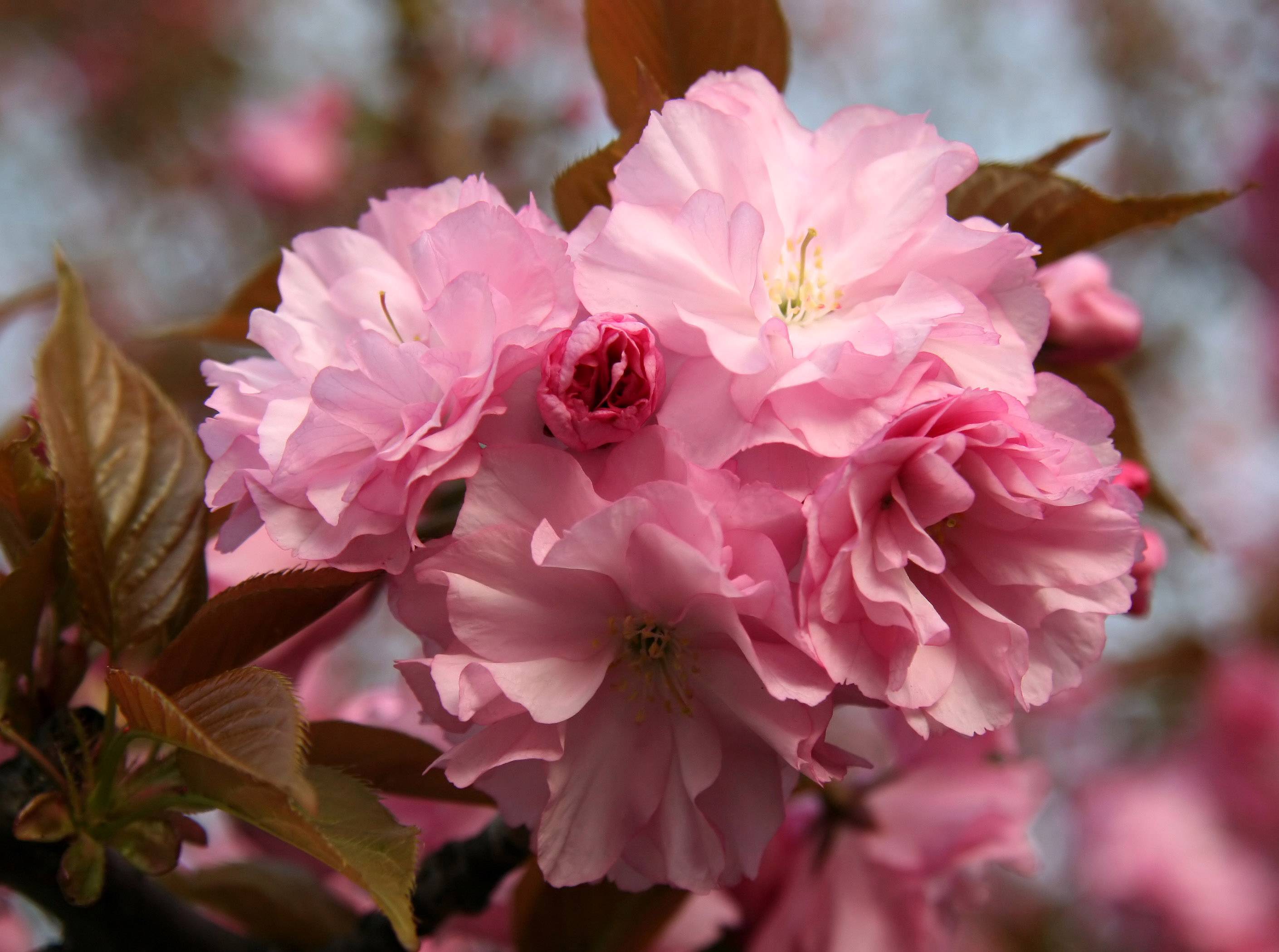 Cherry Blossoms - NYU Athletic Center